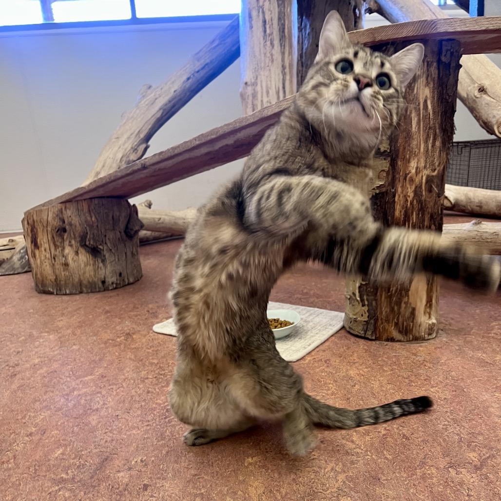 Pharaoh, Adoptable, Adult Male Domestic Short Hair.
