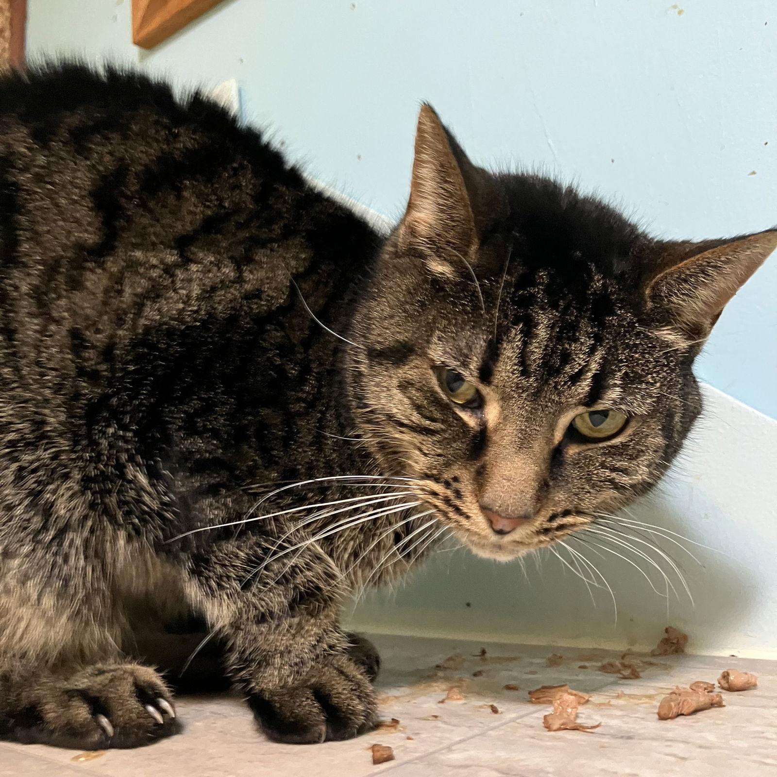 Tilly — thumbnail 2