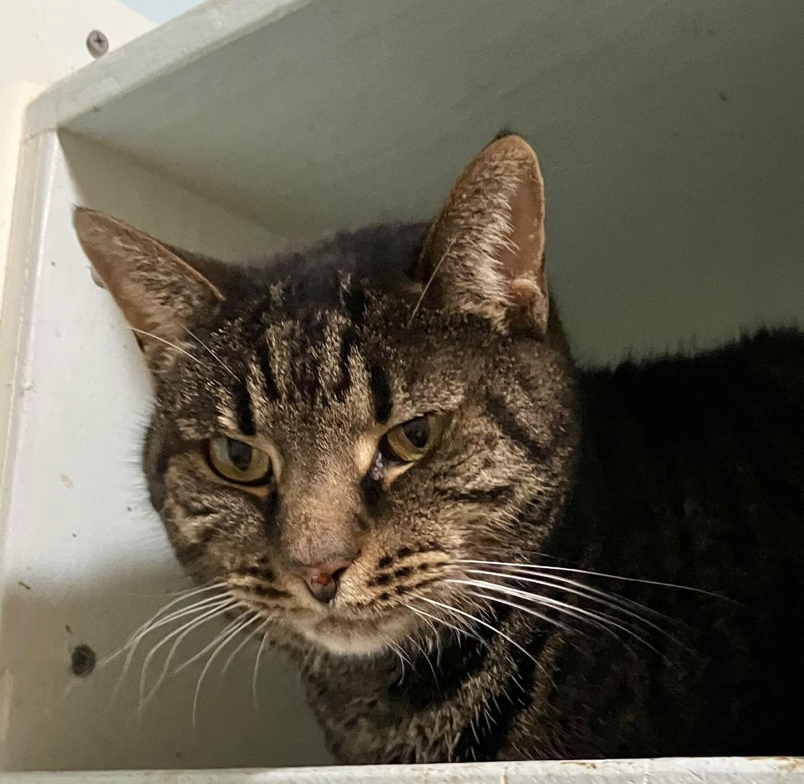 Tilly — thumbnail 3