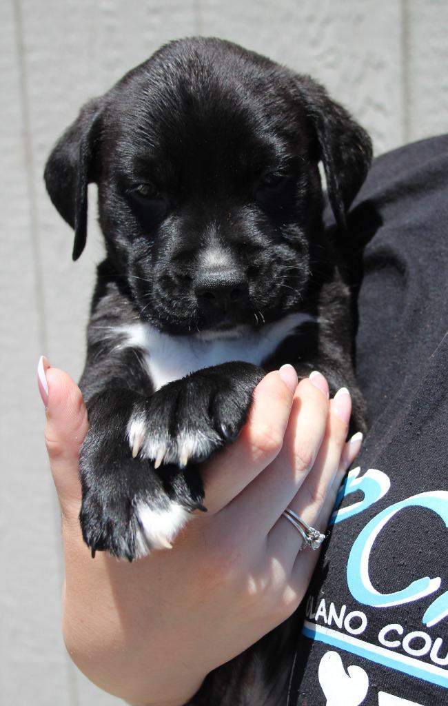 Enlarge Jordy, a Adoptable mixed breed in Vacaville, CA image 1/1