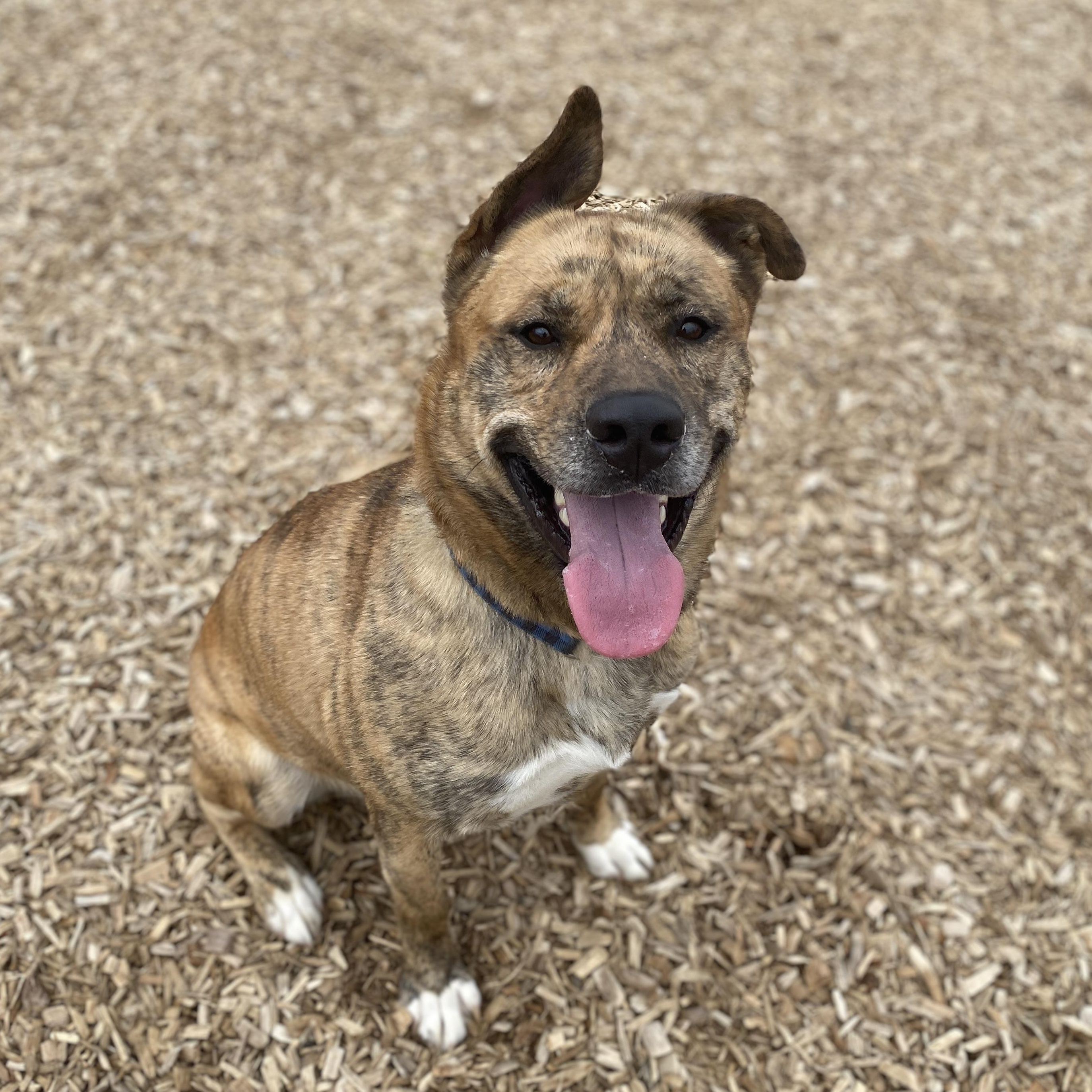 Enlarge Freddie GCI Graduate!!, an adoptable mixed breed in Elyria, OH image 6/6