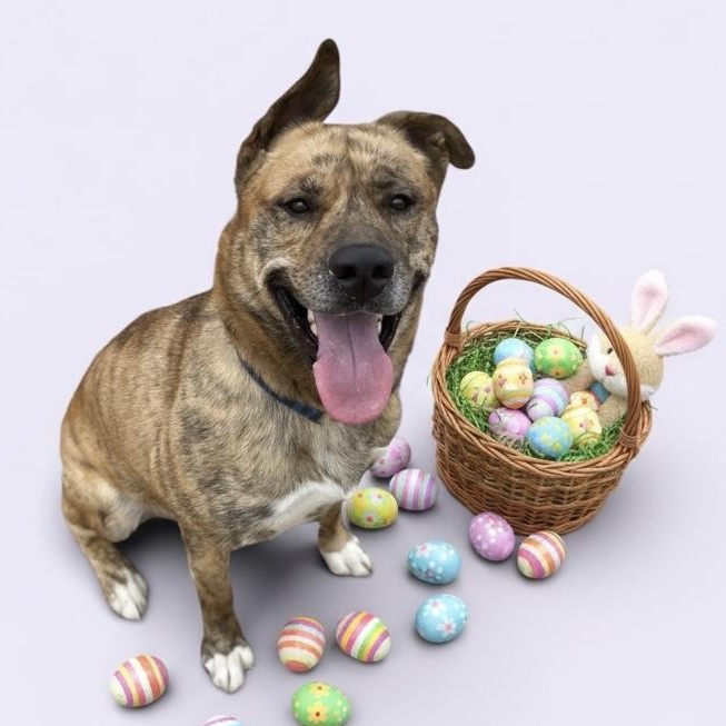 Enlarge Freddie GCI Graduate!!, an adoptable mixed breed in Elyria, OH image 2/6