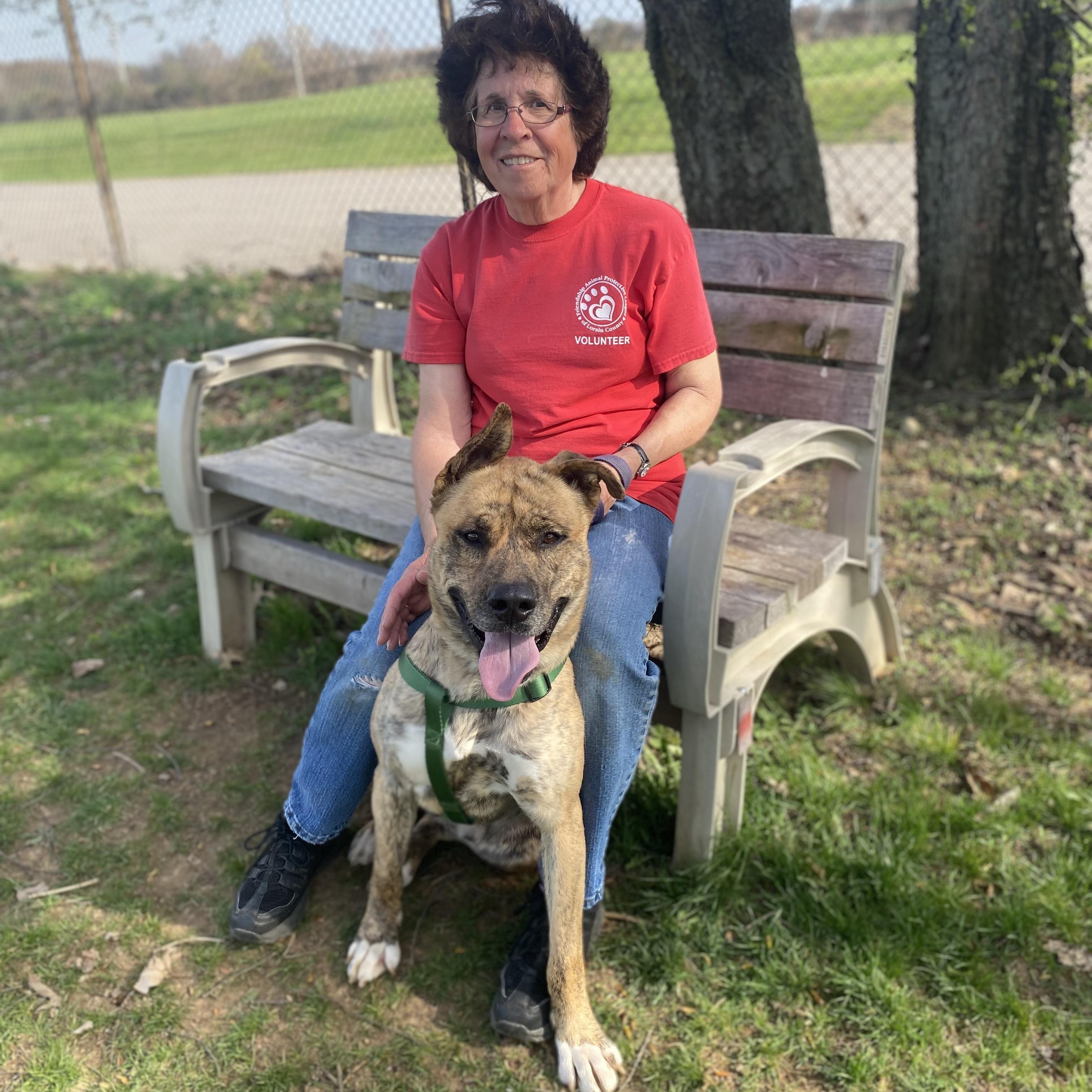 Enlarge Freddie GCI Graduate!!, an adoptable mixed breed in Elyria, OH image 4/6