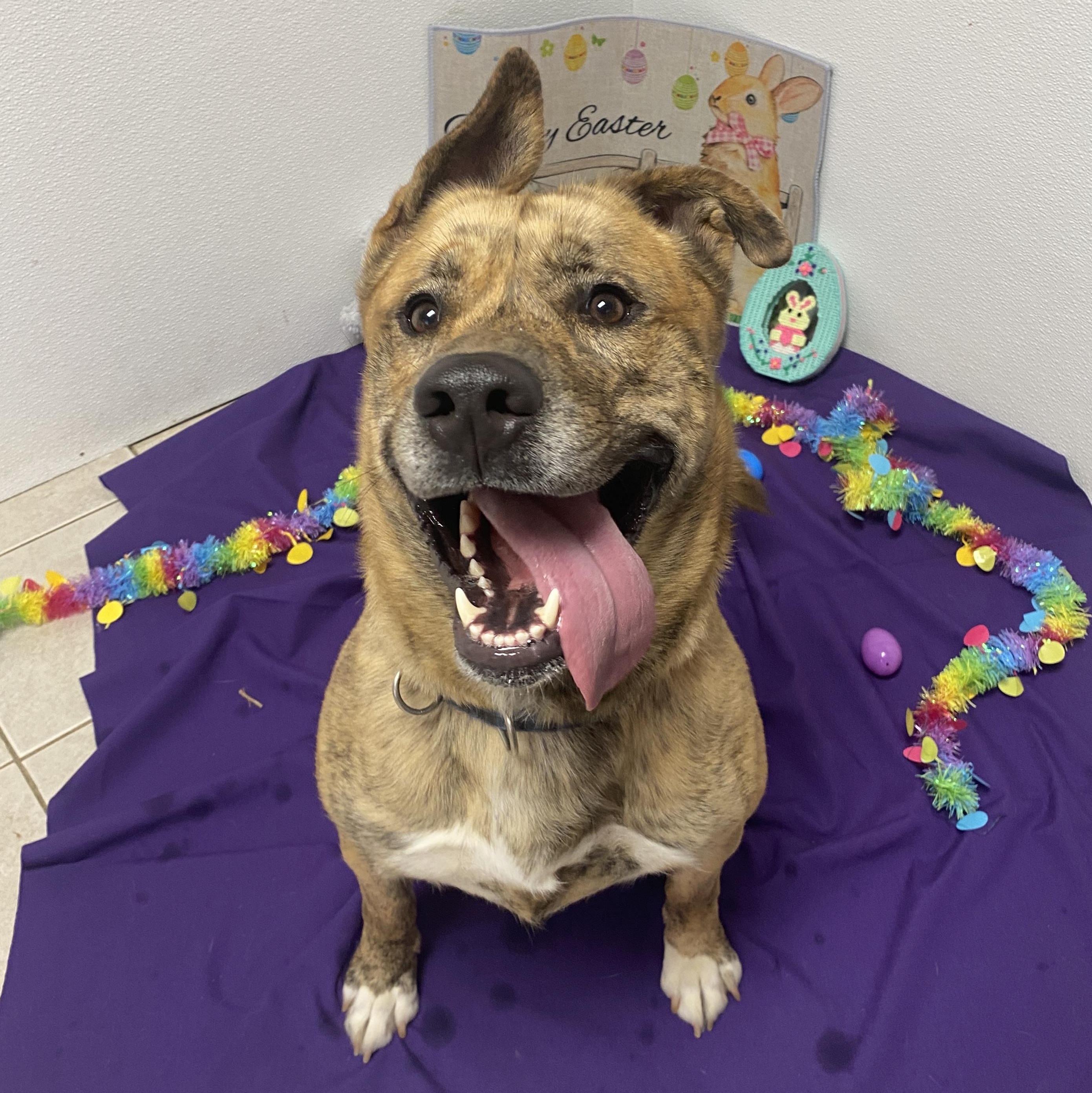 Enlarge Freddie GCI Graduate!!, an adoptable mixed breed in Elyria, OH image 2/6