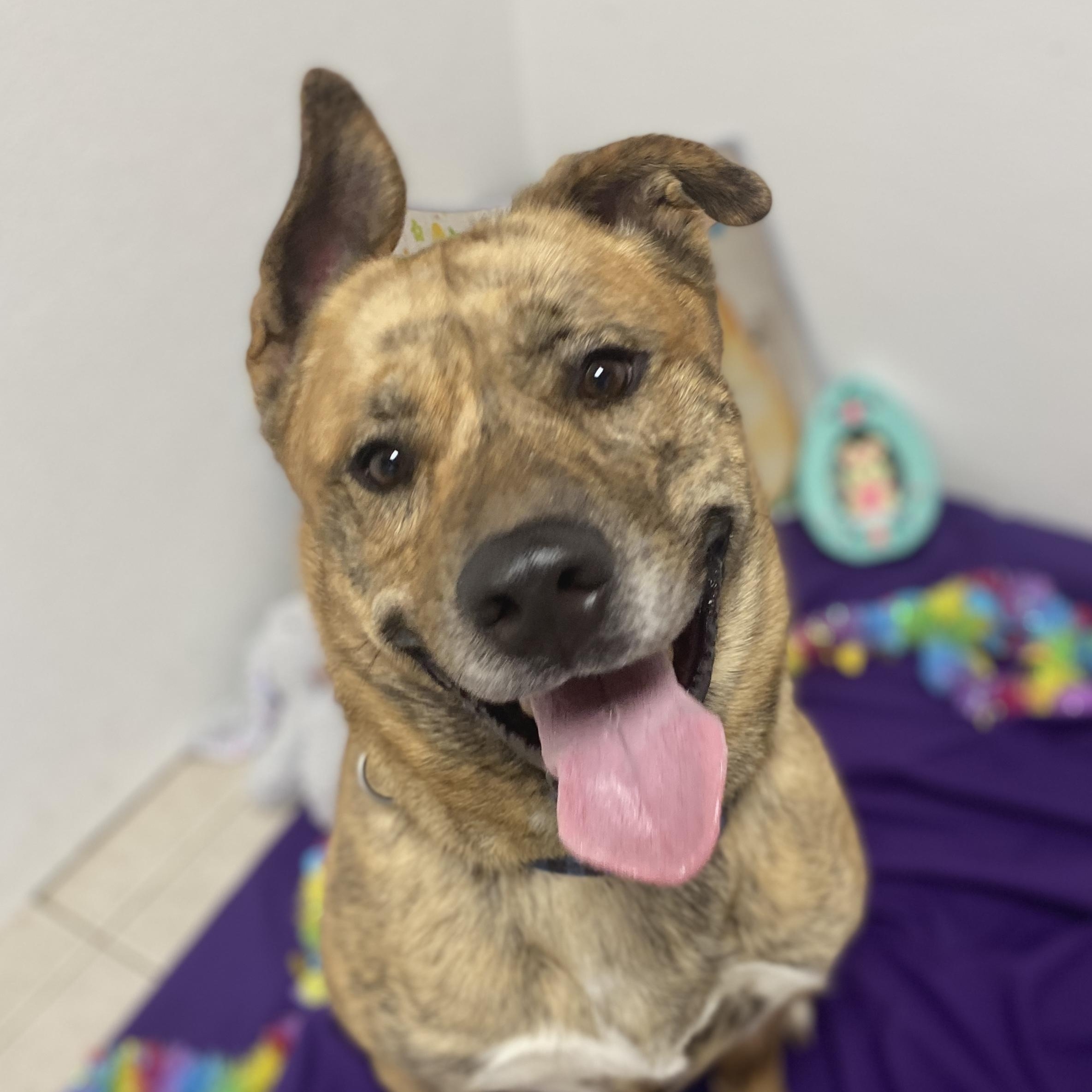 Enlarge Freddie GCI Graduate!!, an adoptable mixed breed in Elyria, OH image 1/6