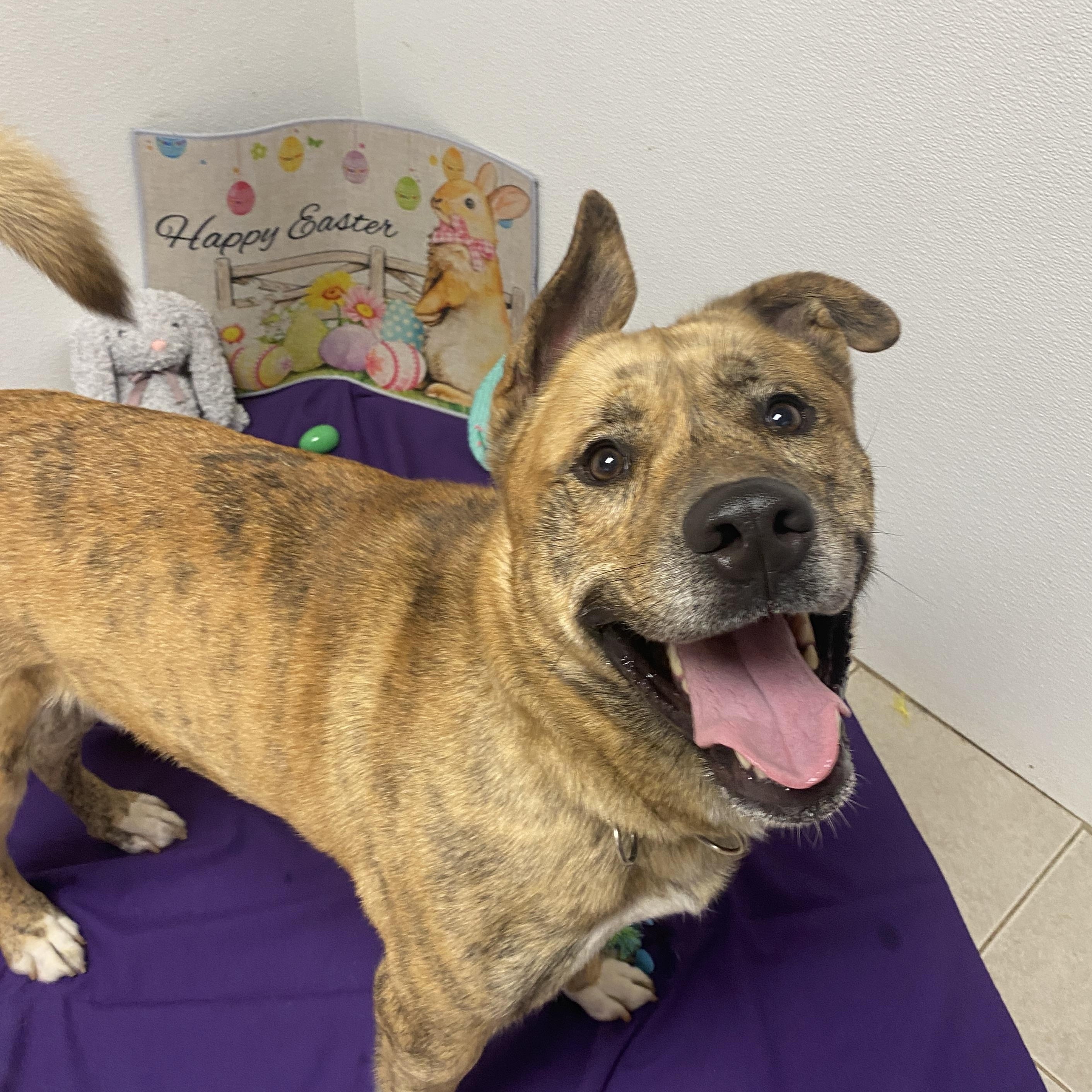 Enlarge Freddie GCI Graduate!!, an adoptable mixed breed in Elyria, OH image 1/6