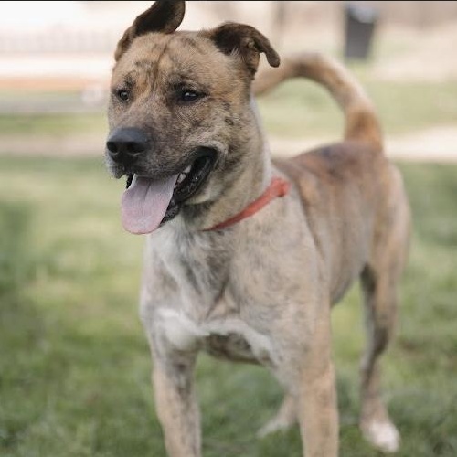 Enlarge Freddie GCI Graduate!!, an adoptable mixed breed in Elyria, OH image 3/6