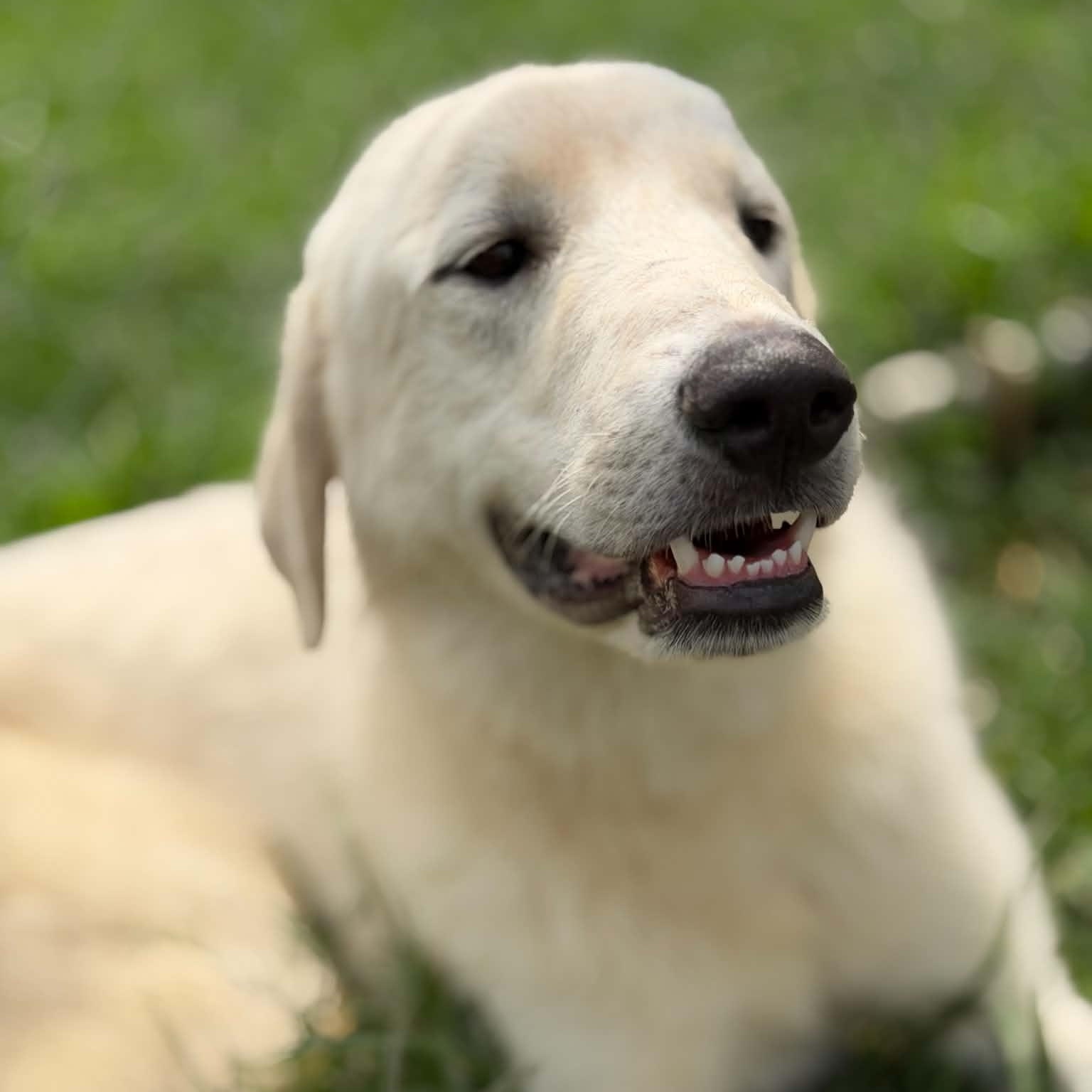 Frost, a ADOPTABLE mixed breed in Granby, CT image 1/5