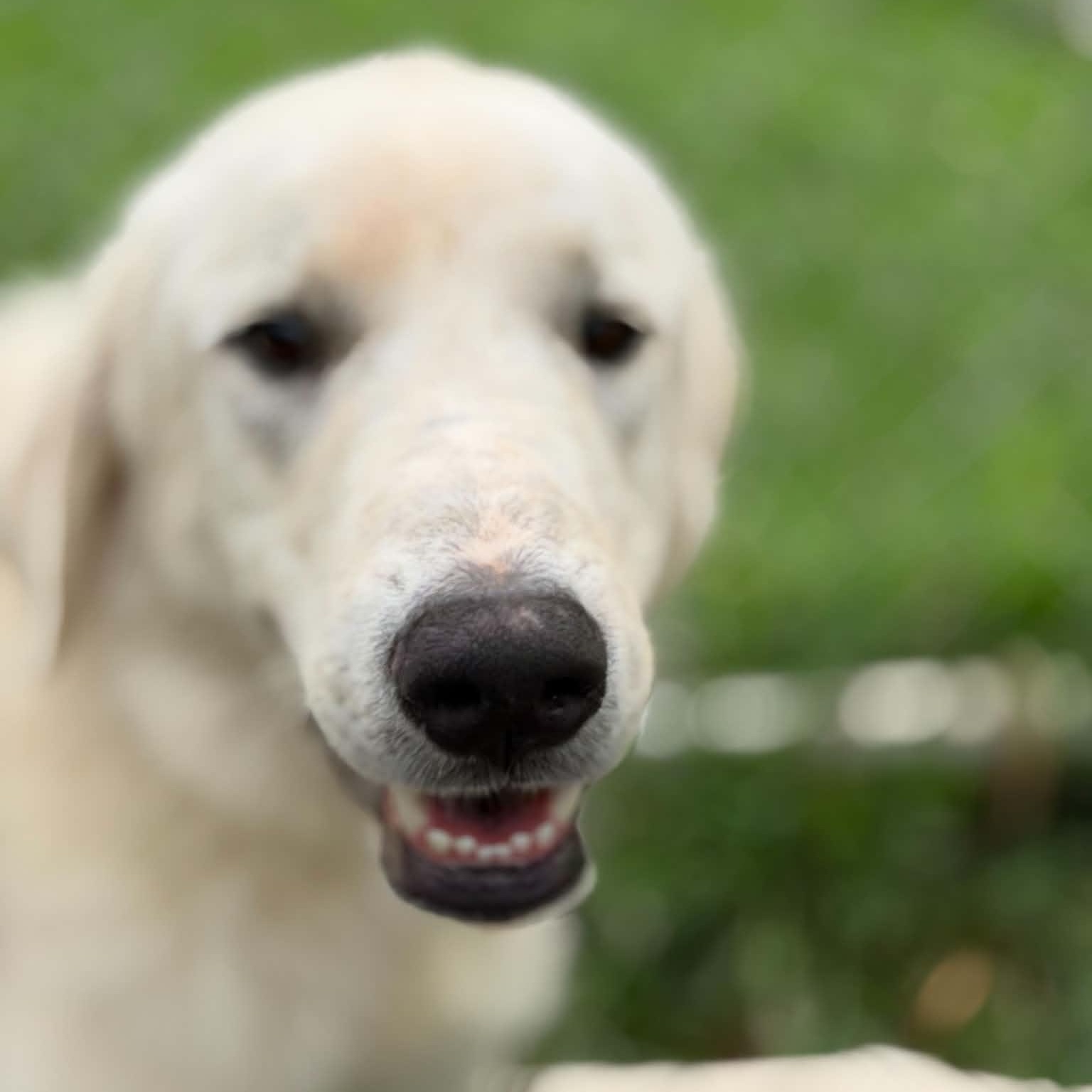 Frost, a ADOPTABLE mixed breed in Granby, CT image 3/5