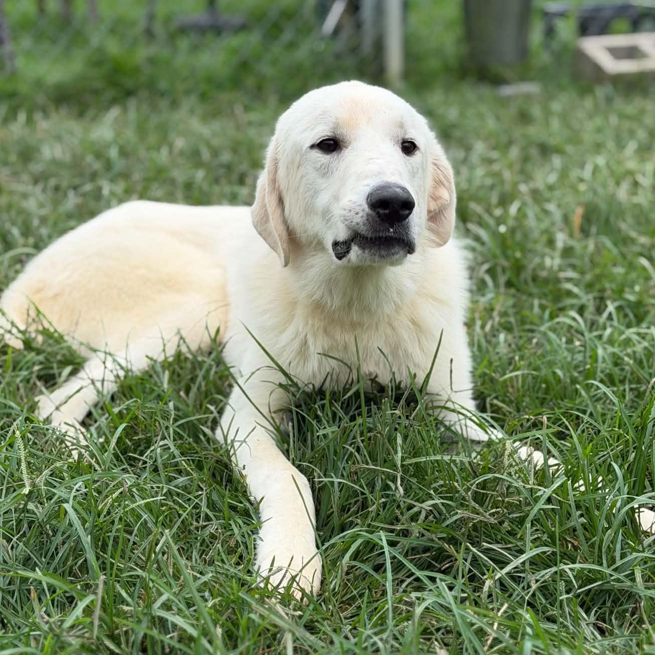 Frost, a ADOPTABLE mixed breed in Granby, CT image 5/5