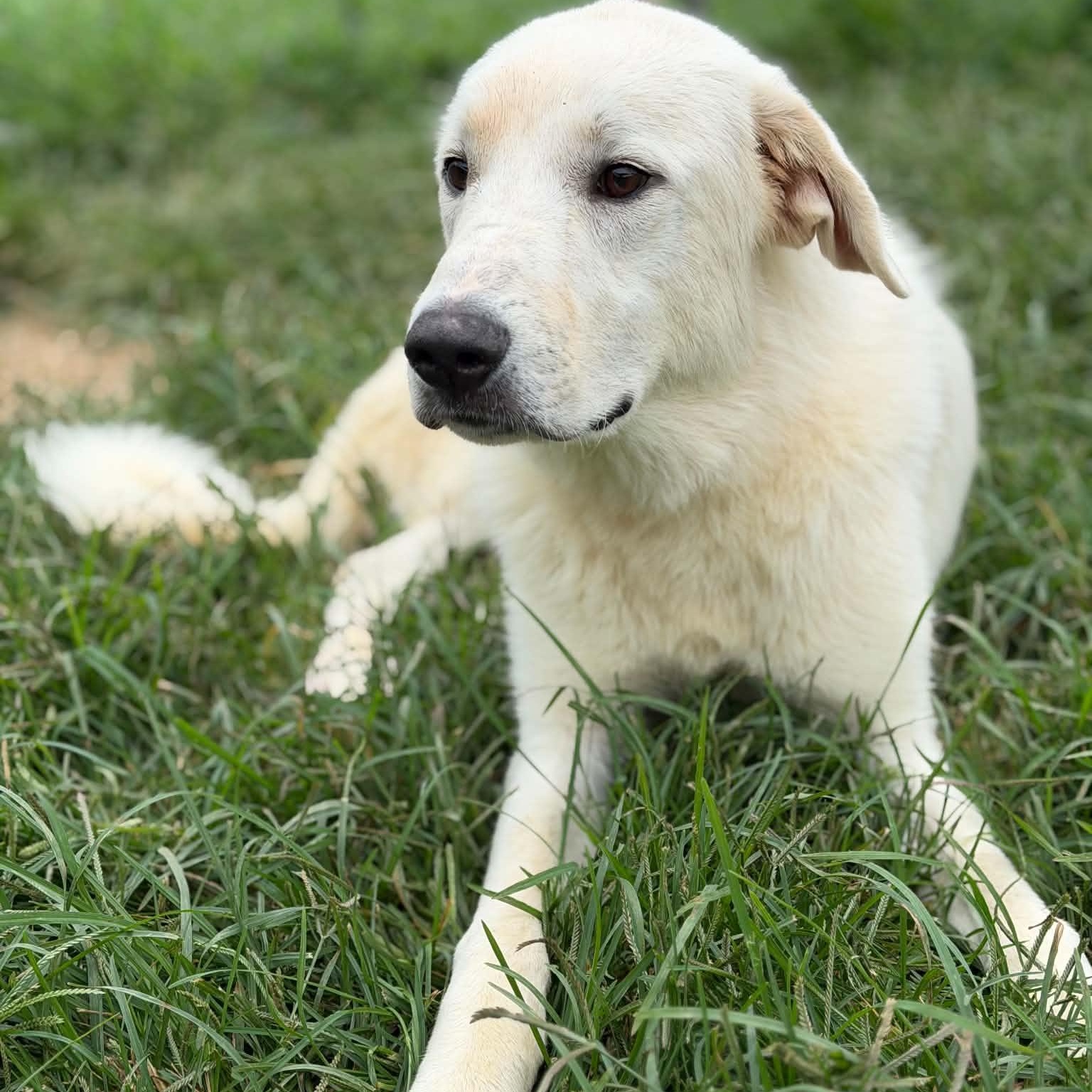 Frost, a ADOPTABLE mixed breed in Granby, CT image 4/5