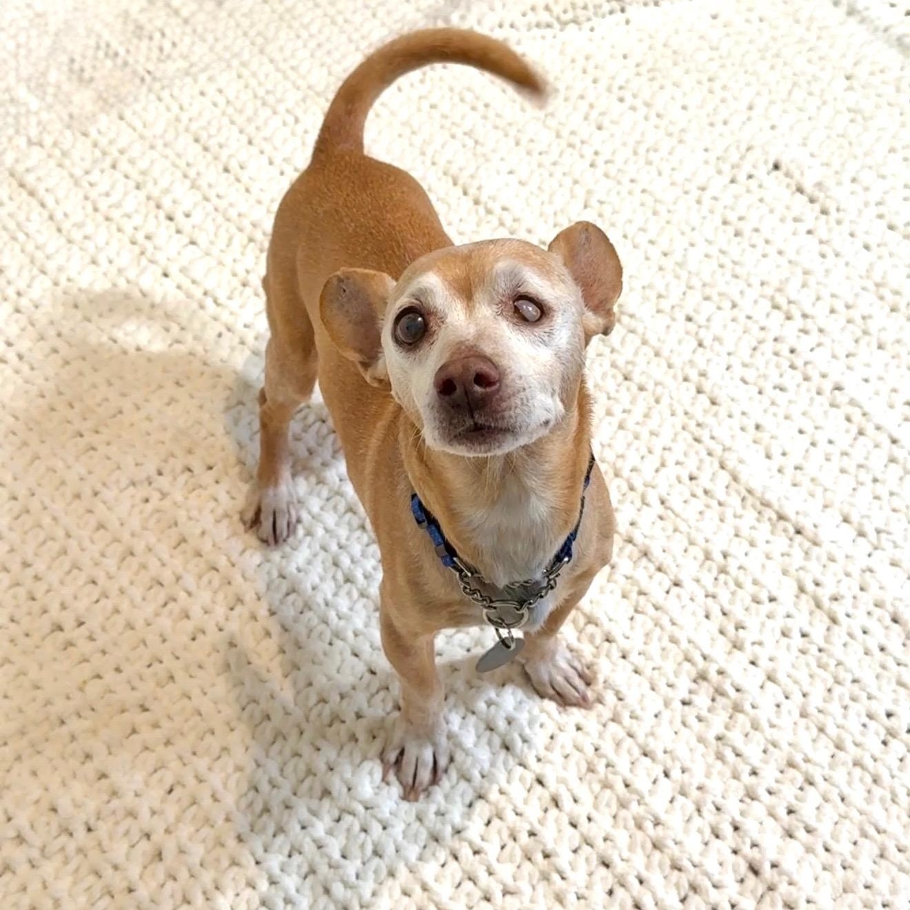 Enlarge Ernie , a ADOPTABLE mixed breed in Scottsdale, AZ image 2/4