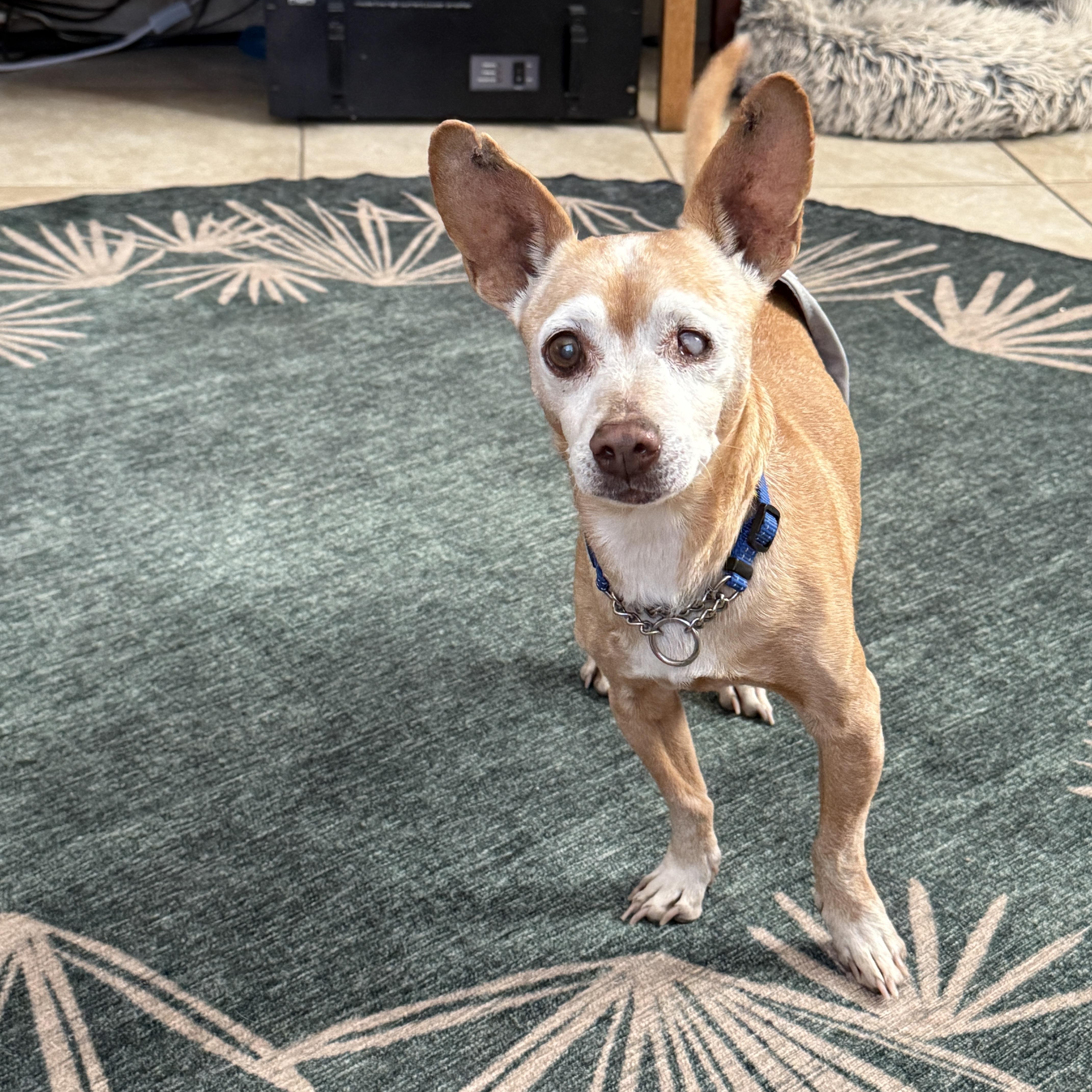 Enlarge Ernie , a ADOPTABLE mixed breed in Scottsdale, AZ image 4/4