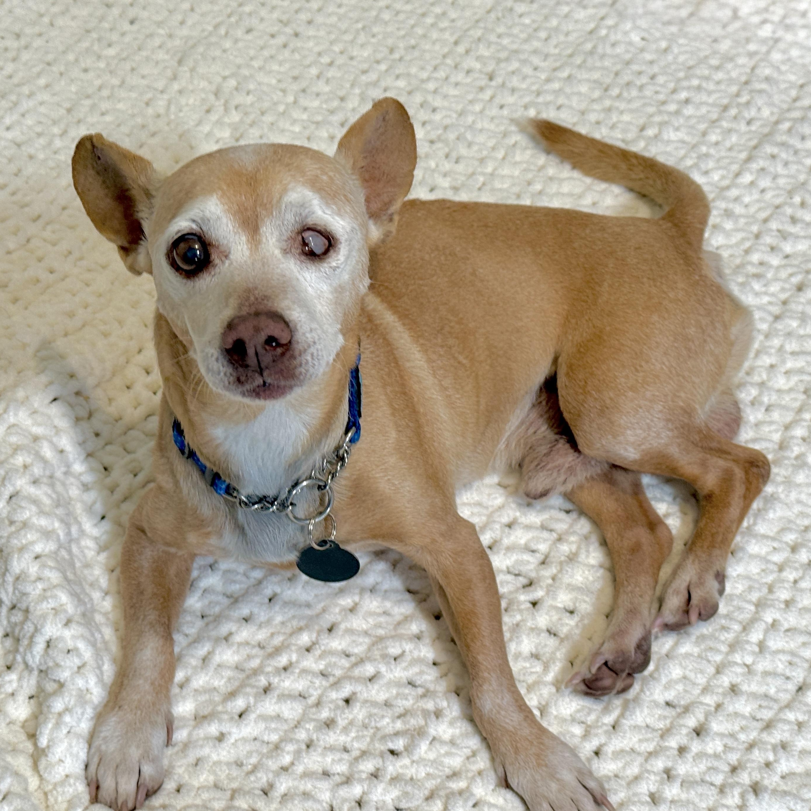 Ernie , ADOPTABLE, Senior Male Chihuahua.