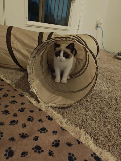 Nieve — thumbnail 2