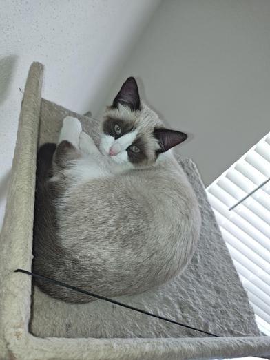 Nieve — thumbnail 3