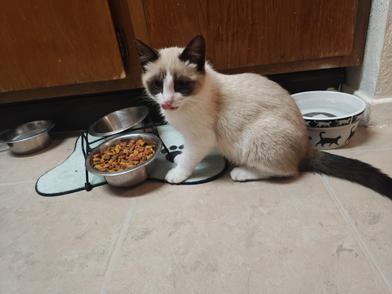 Nieve — thumbnail 4