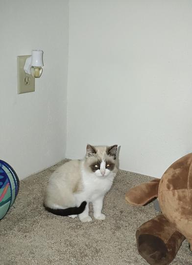 Nieve — thumbnail 6