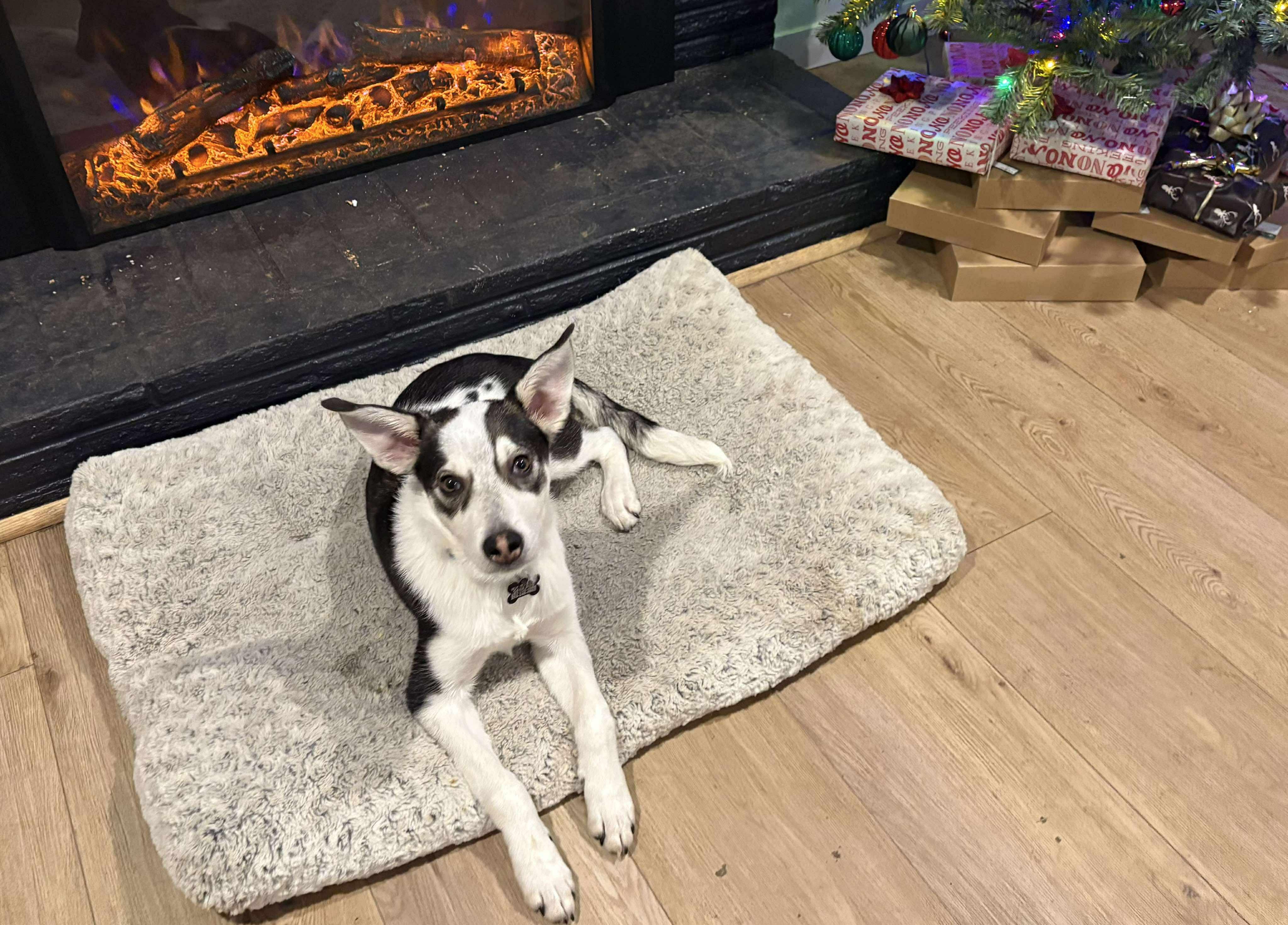 Enlarge Jack, a Adoptable mixed breed in Puyallup, WA image 3/6