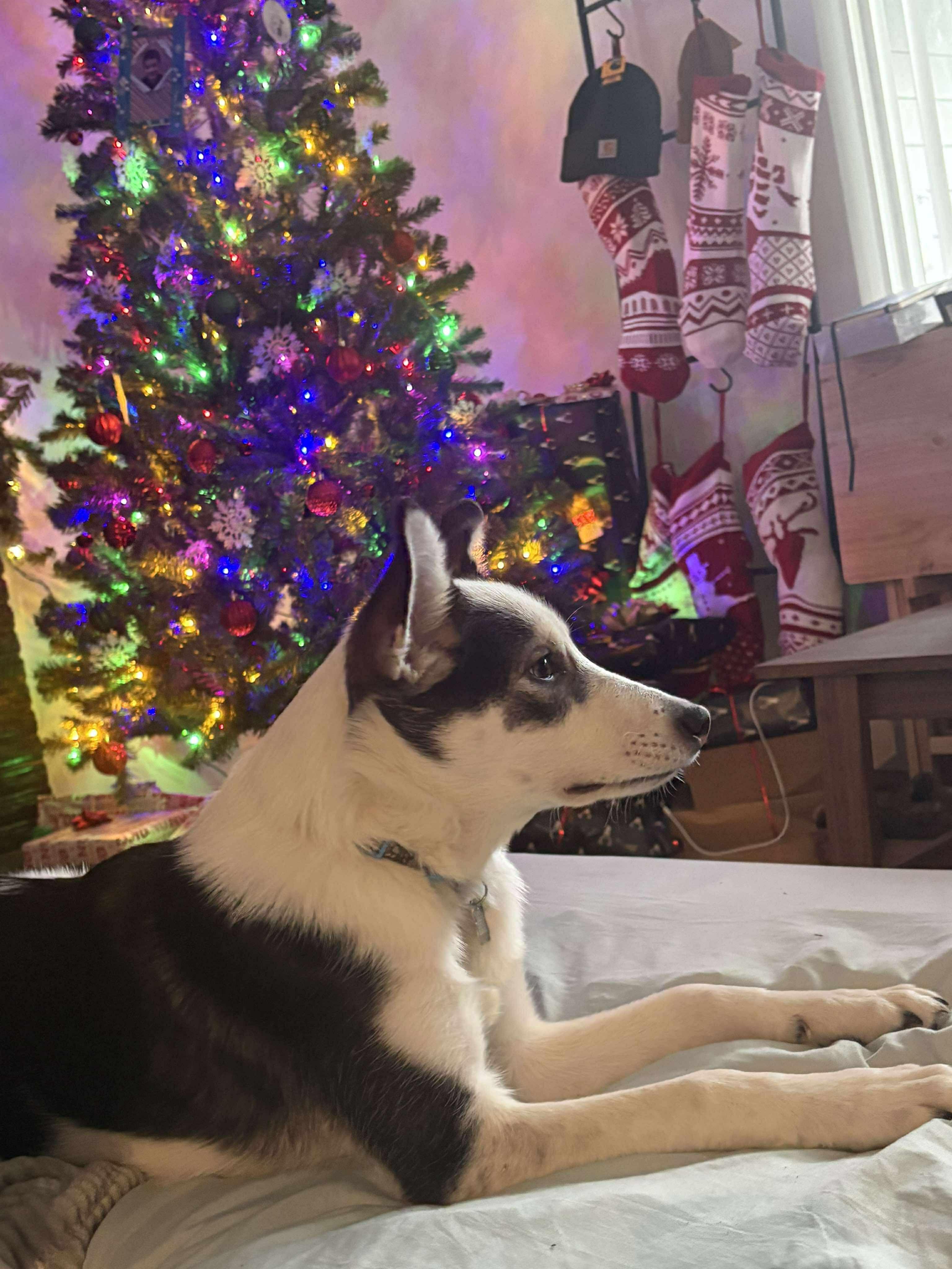 Enlarge Jack, a Adoptable mixed breed in Puyallup, WA image 4/6