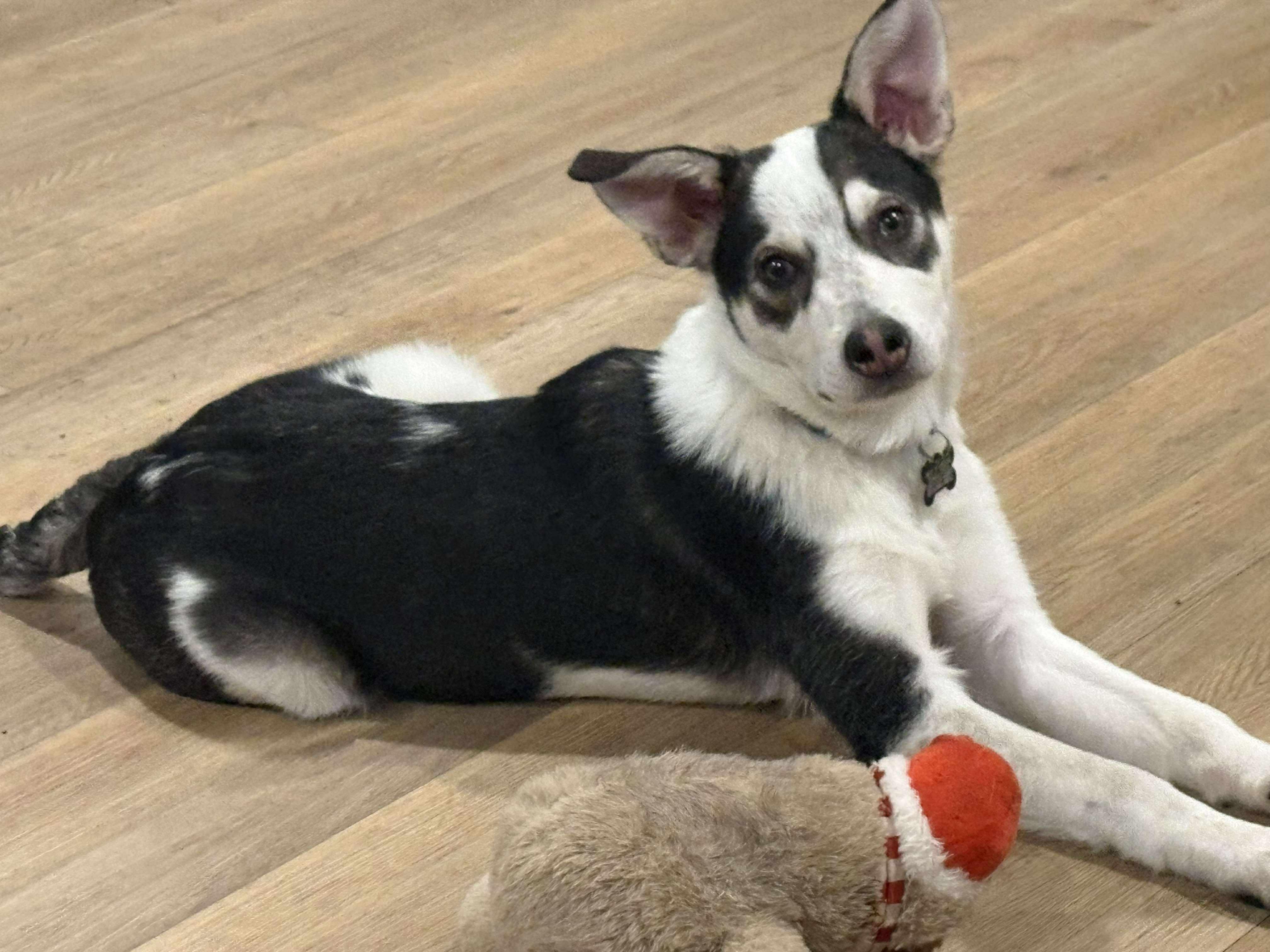 Enlarge Jack, a Adoptable mixed breed in Puyallup, WA image 2/6