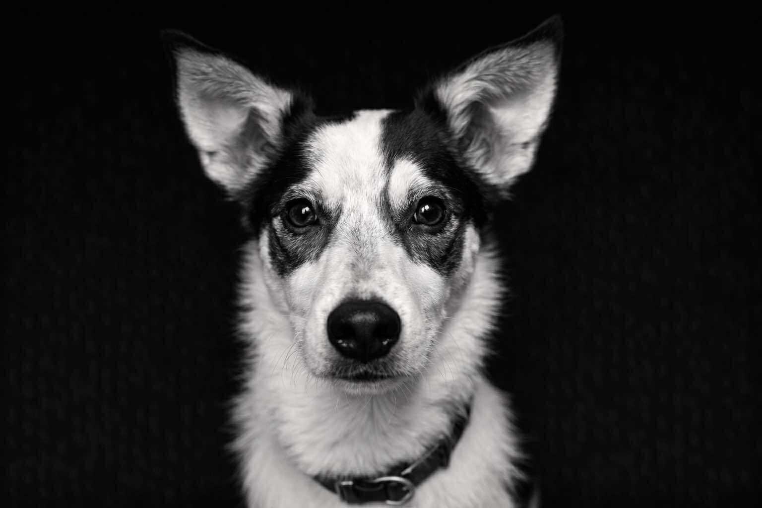 Jack, Adoptable, Puppy Male Cattle Dog & Boston Terrier.