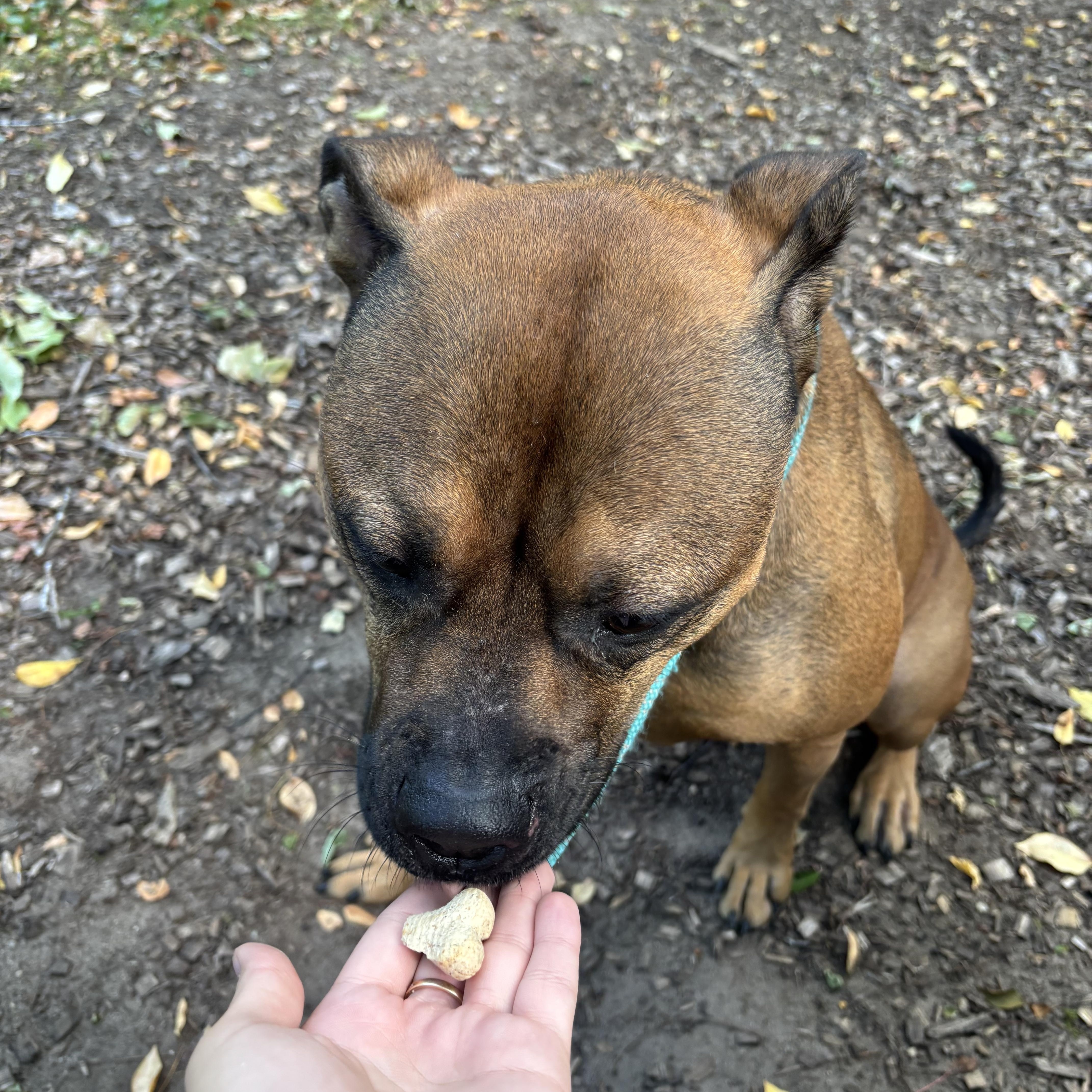 Ajax, Adoptable, Young Male Mixed Breed.