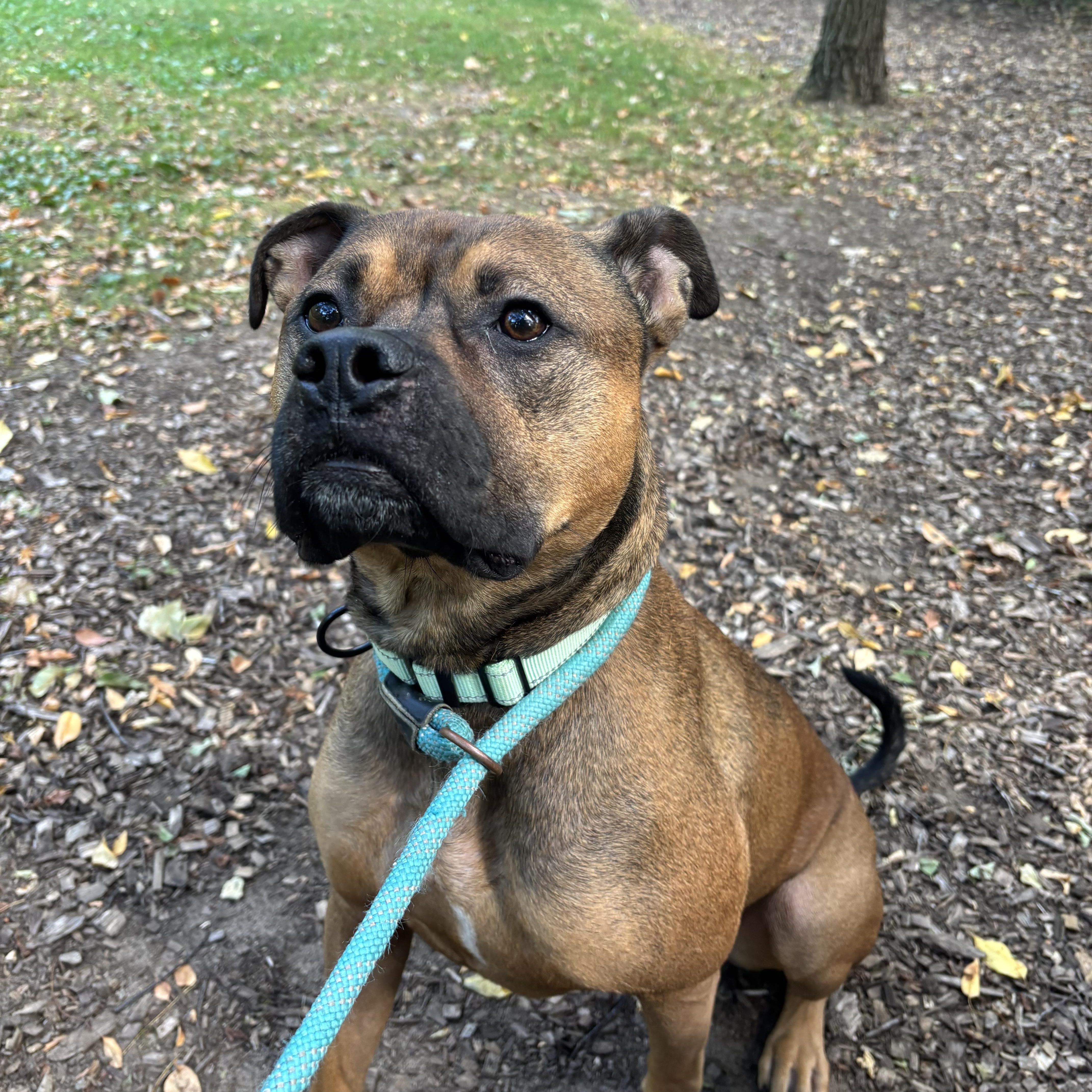 Ajax, Adoptable, Young Male Mixed Breed.