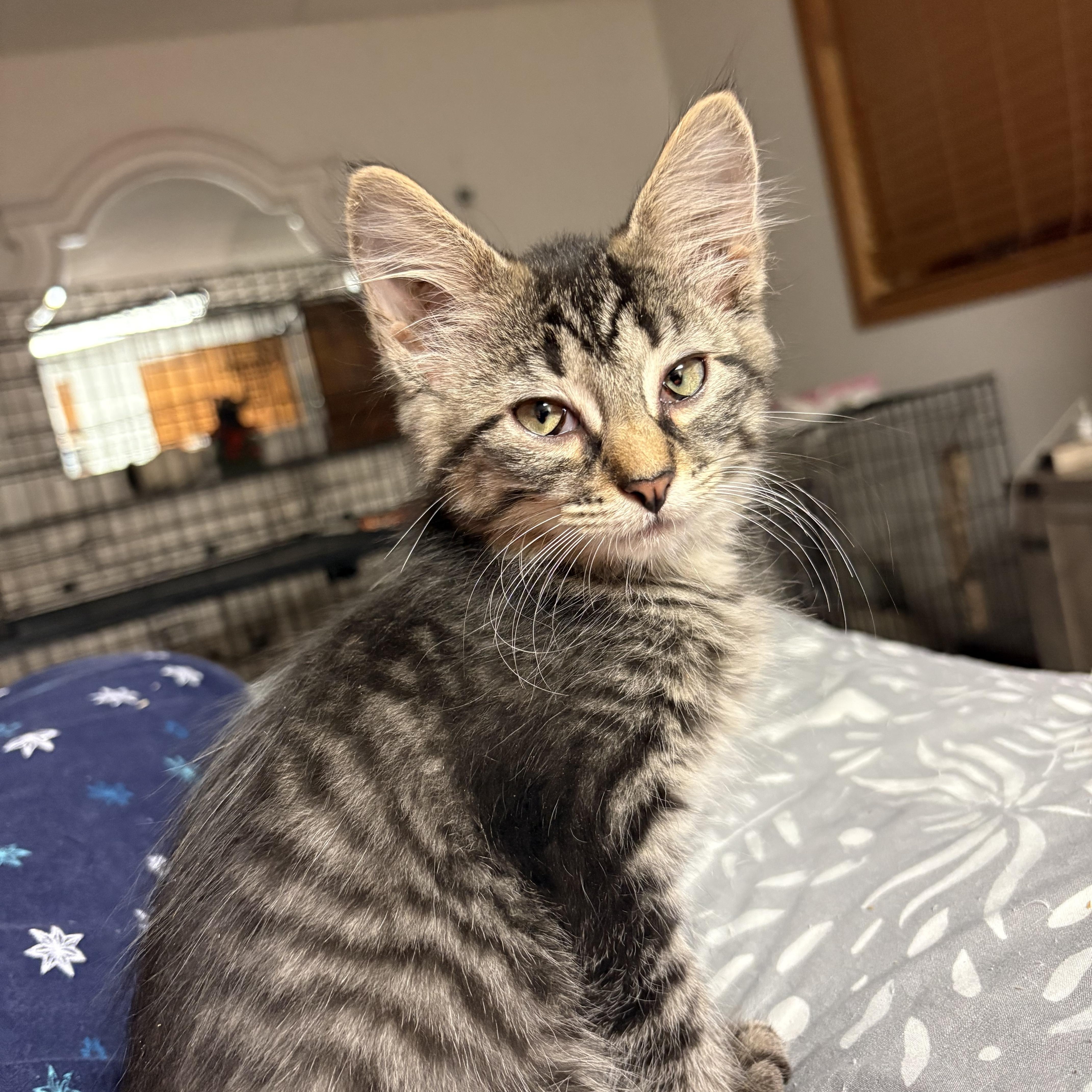Enlarge Panama, a Adoptable Domestic Short Hair in Highland, IN image 2/2