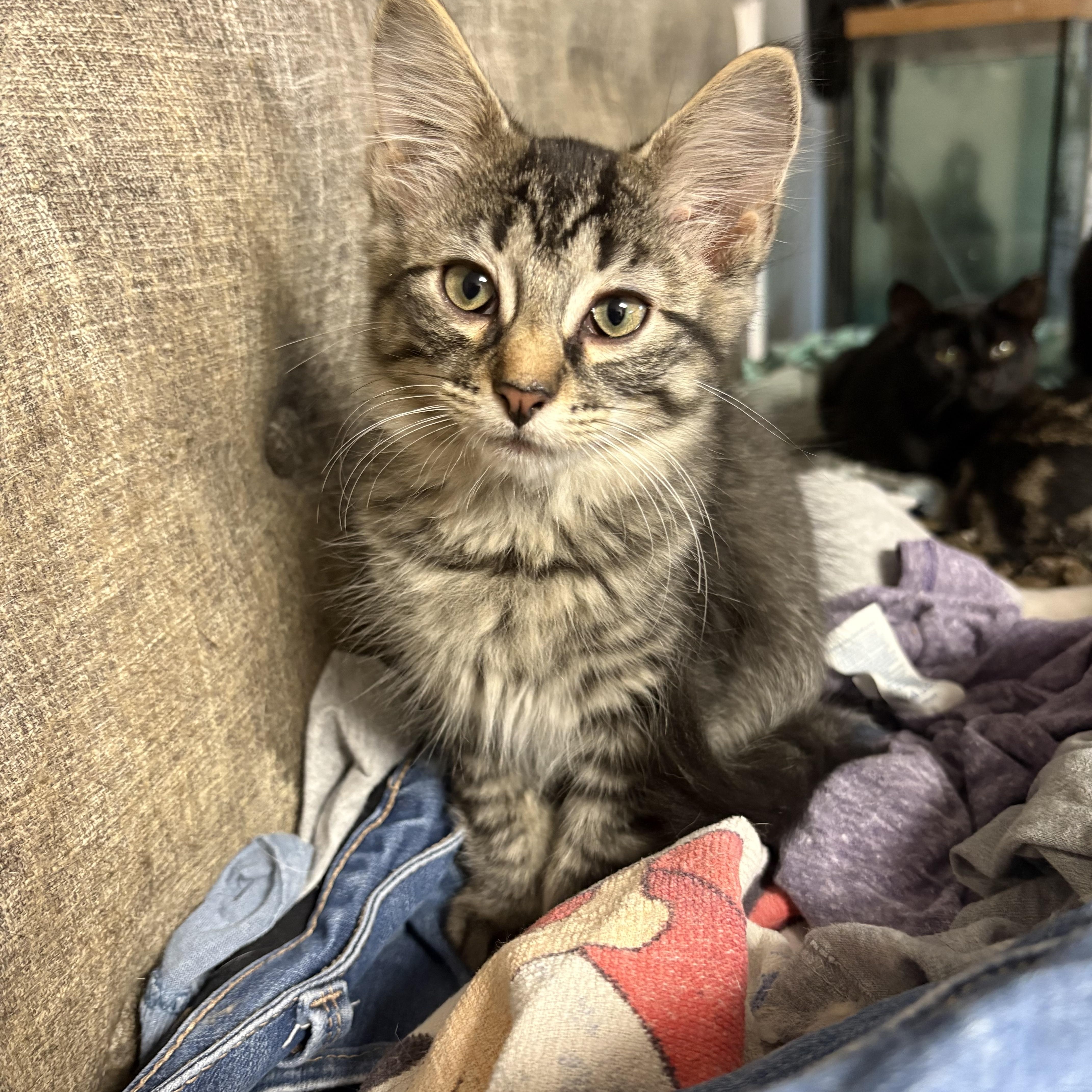 Panama, Adoptable, Kitten Male Domestic Short Hair.