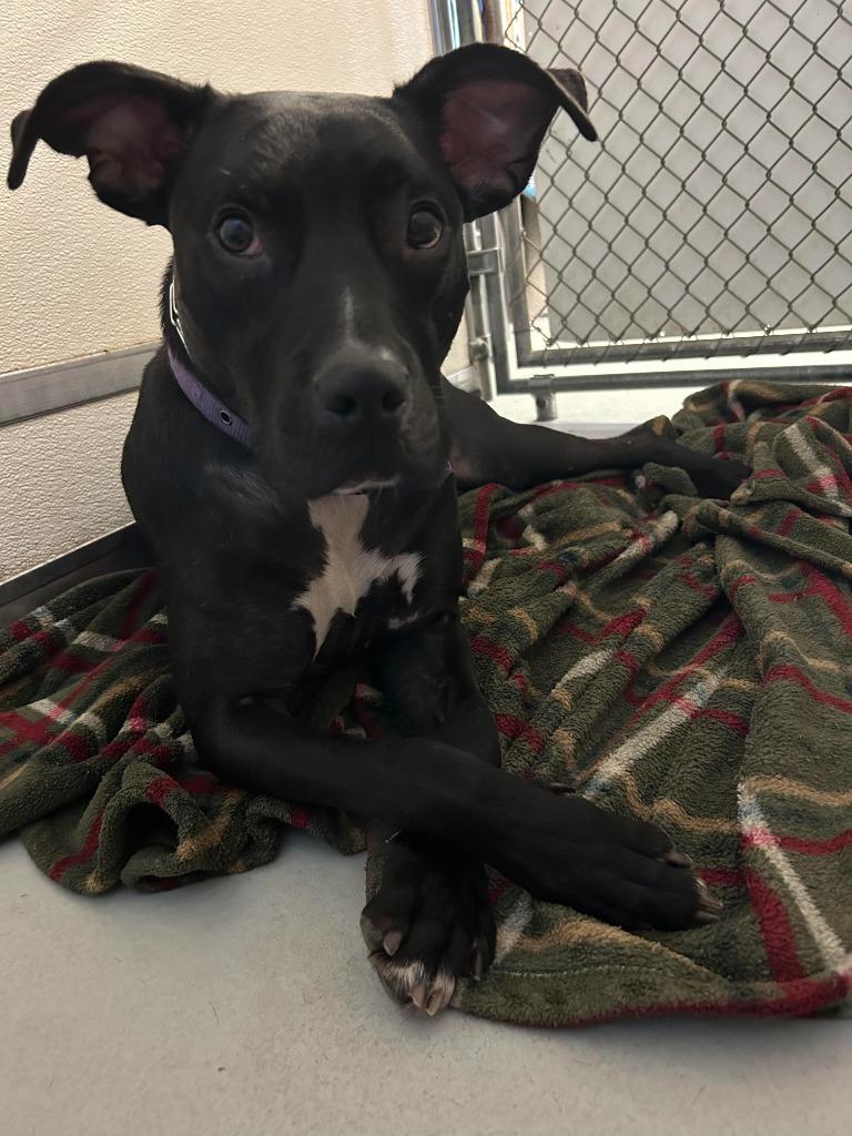 Hudson, a Adoptable mixed breed in Augusta, GA image 1/4