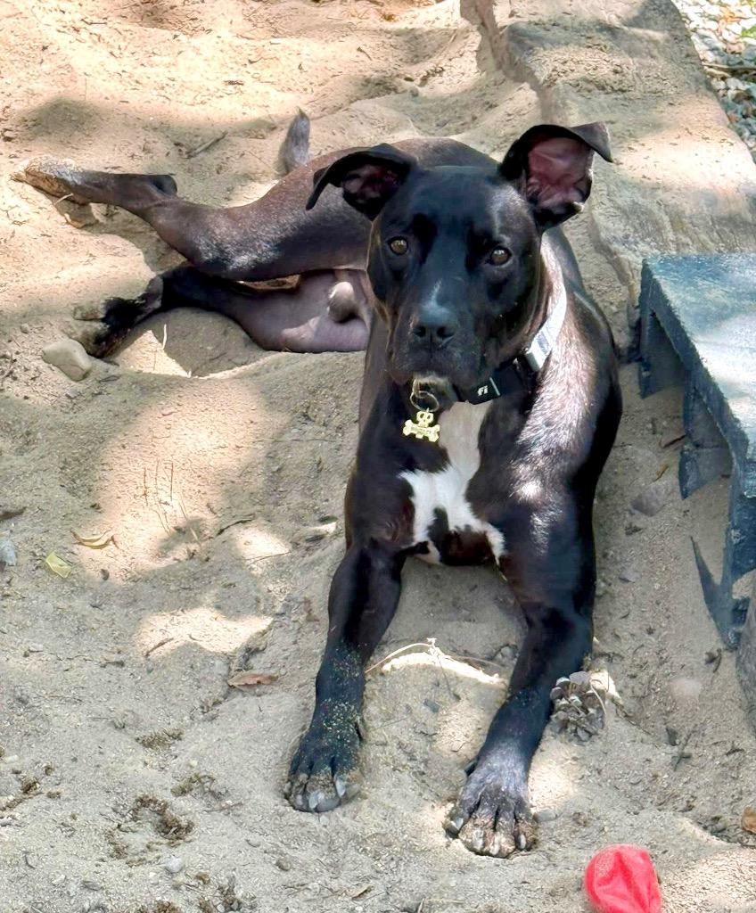 Enlarge Hudson, a Adoptable mixed breed in Augusta, GA image 3/4