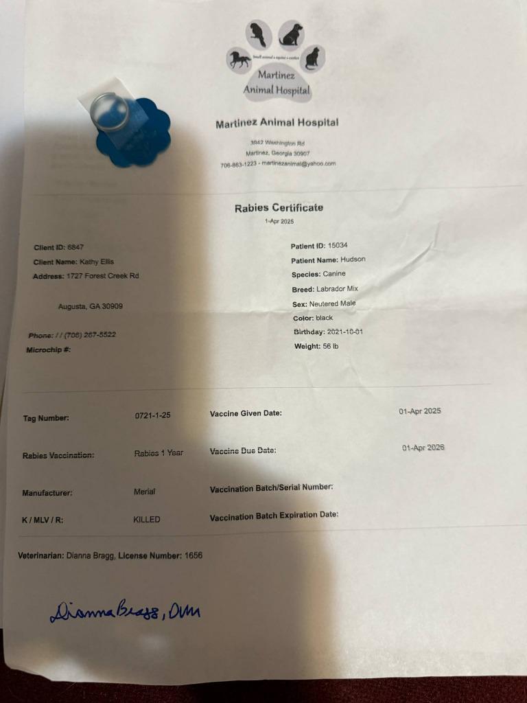 Hudson, a Adoptable mixed breed in Augusta, GA image 3/4