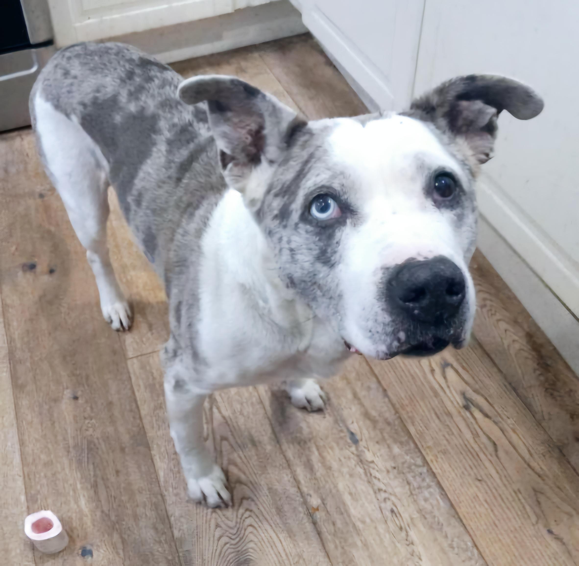 Gentle Bowie #blueeye, Adoptable, Adult Male Catahoula Leopard Dog.