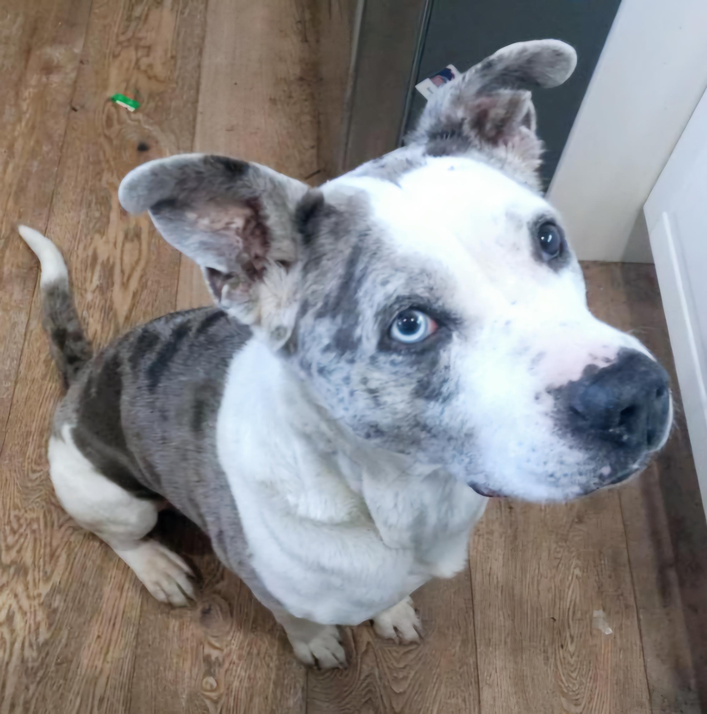 Gentle Bowie #blueeye, a Adoptable mixed breed in Venice, CA image 2/2