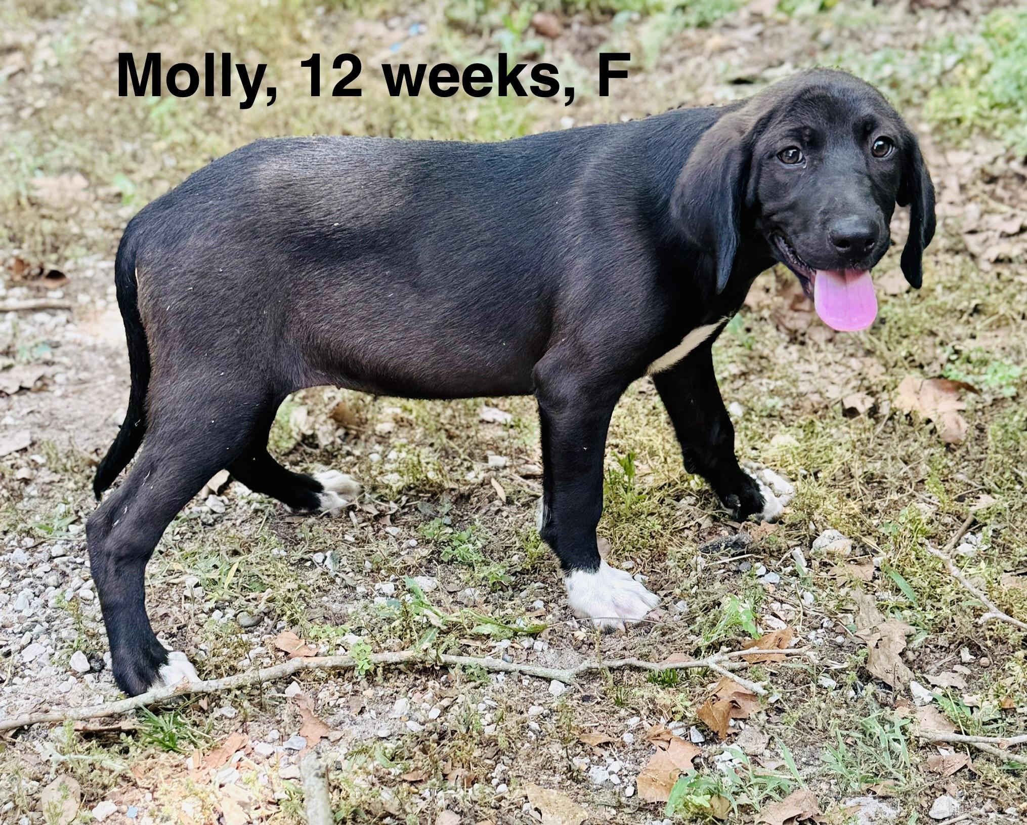 Molly , ADOPTABLE, Puppy Female Black Labrador Retriever.