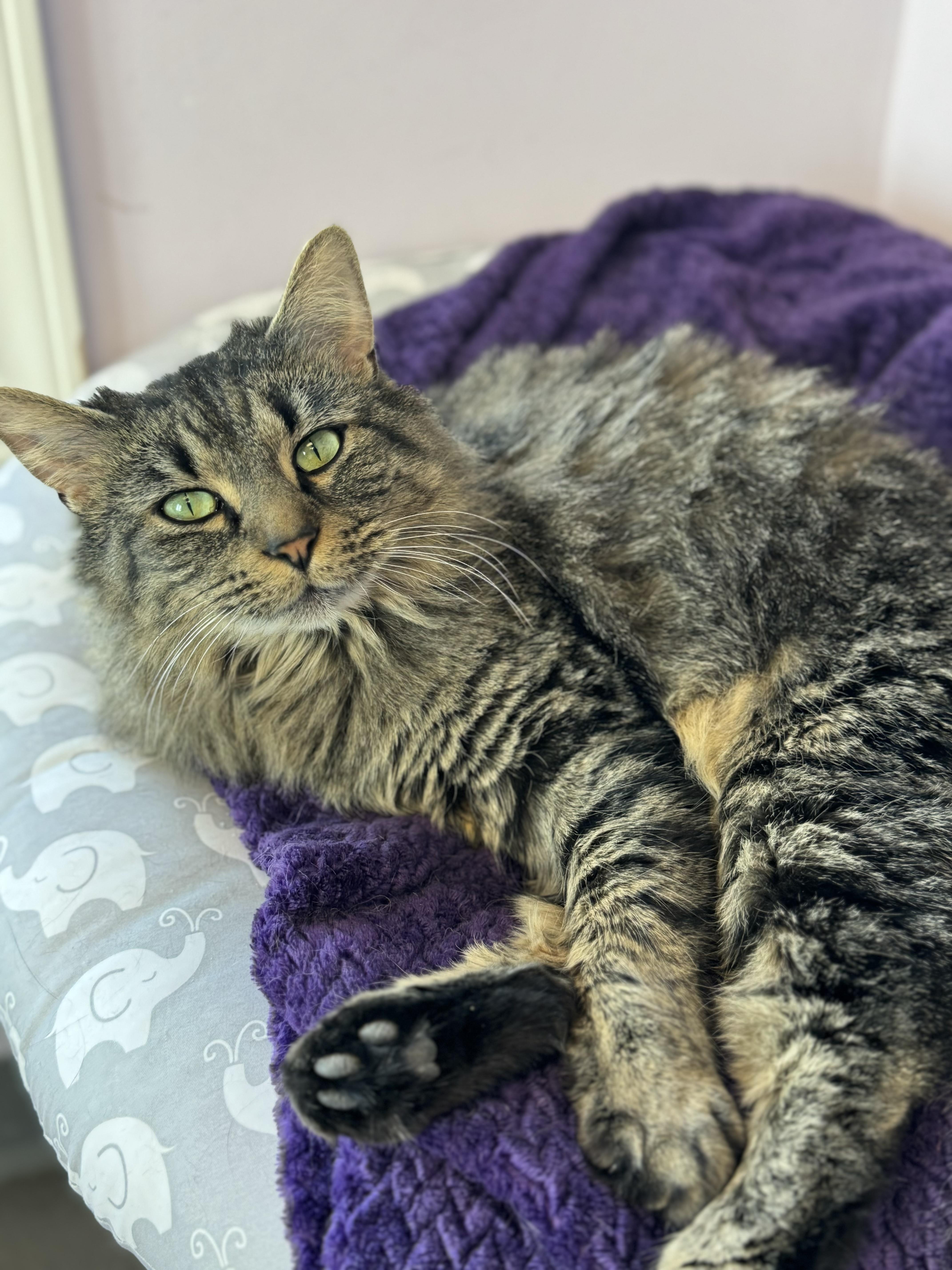 Enlarge Becky, a Adoptable Domestic Long Hair in Pekin, IL image 2/2