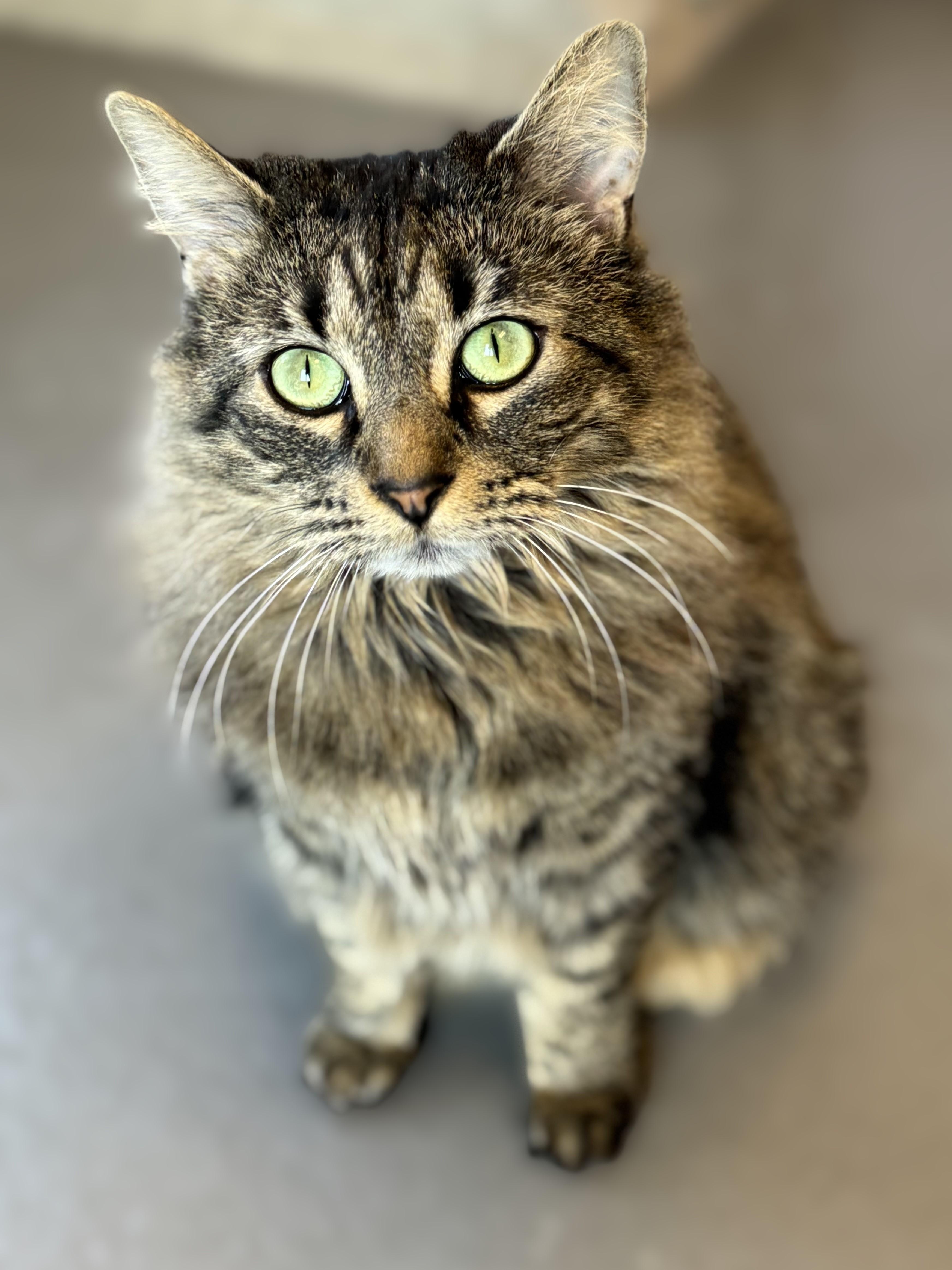 Enlarge Becky, a Adoptable Domestic Long Hair in Pekin, IL image 1/2