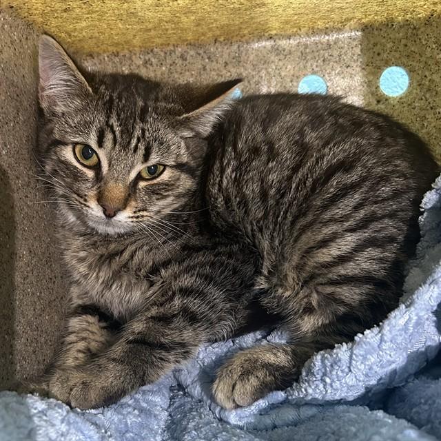 XLR8, Adoptable, Young Male Domestic Short Hair.