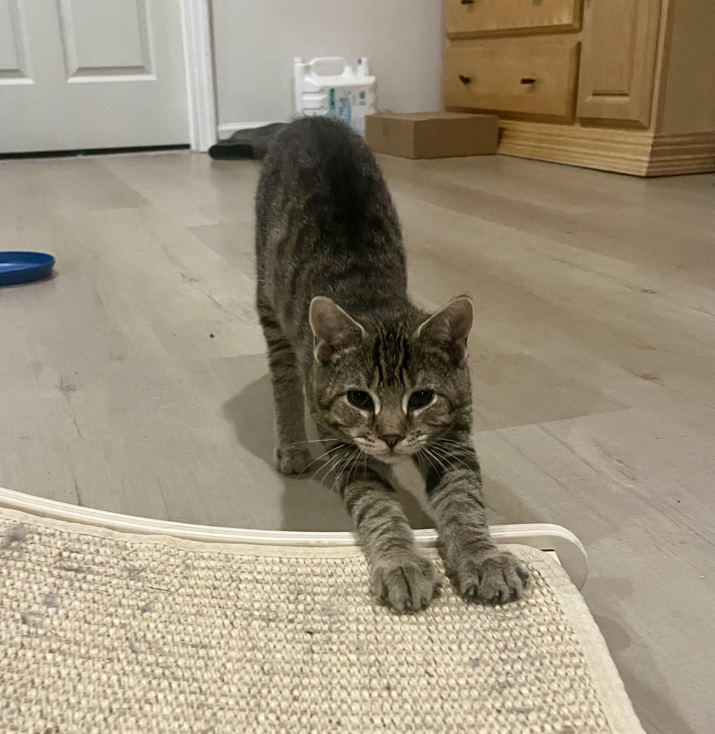 Scooter, ADOPTABLE, Young Male Tabby.
