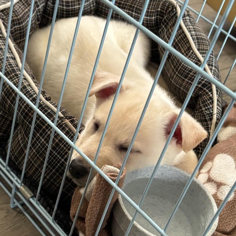 George Franklin, an adopted mixed breed in Watertown, WI image 3/3