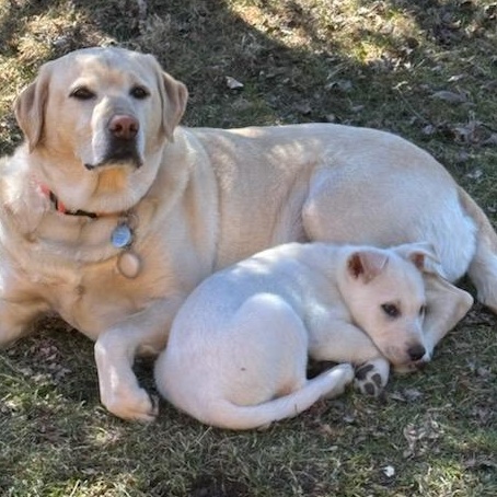 George Franklin, an adopted mixed breed in Watertown, WI image 2/3