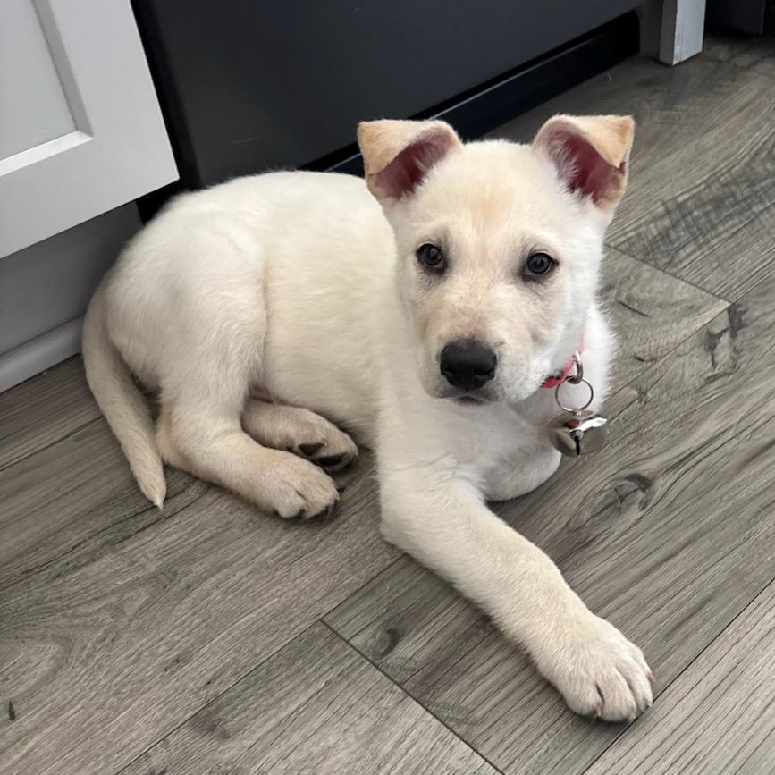 George Franklin, ADOPTABLE, Puppy Male German Shepherd Dog & Husky.