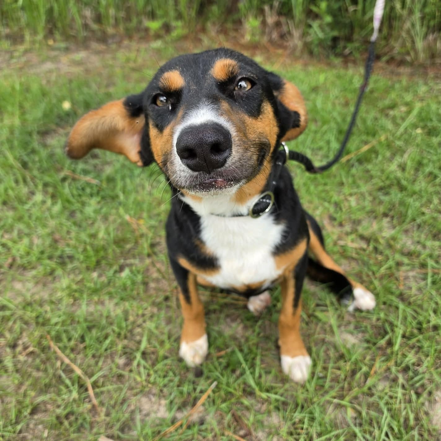 Delta, a Adoptable mixed breed in Albion, MI image 4/6