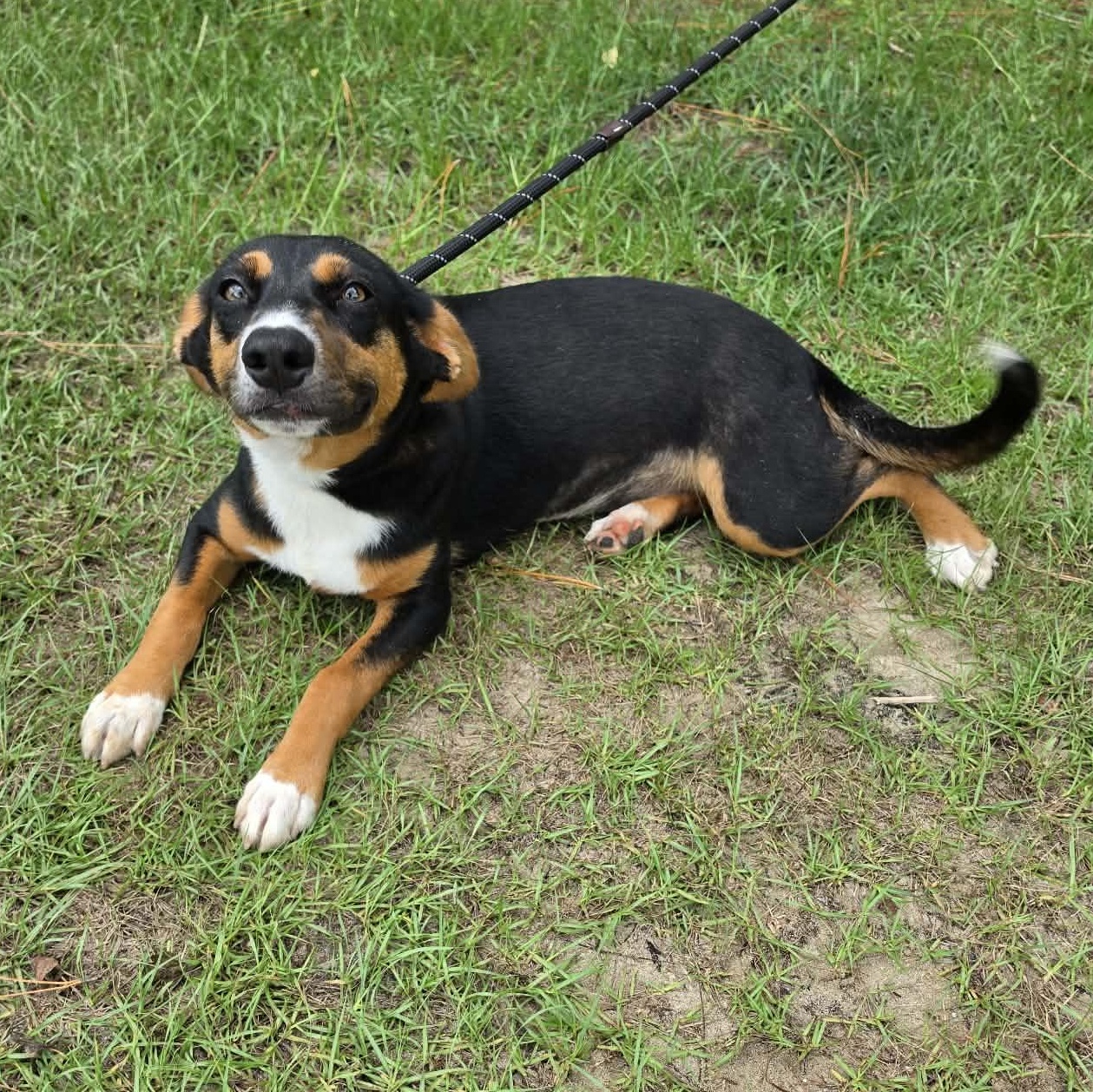 Delta, a Adoptable mixed breed in Albion, MI image 5/6