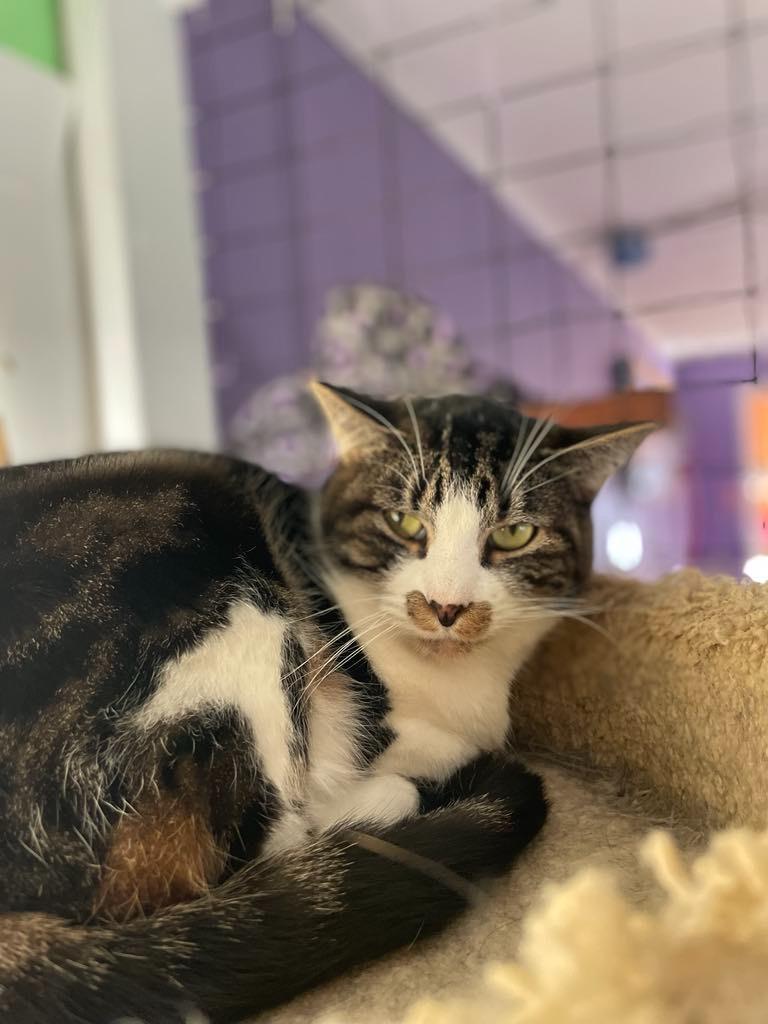 Emma, Adoptable, Adult Female Domestic Short Hair.