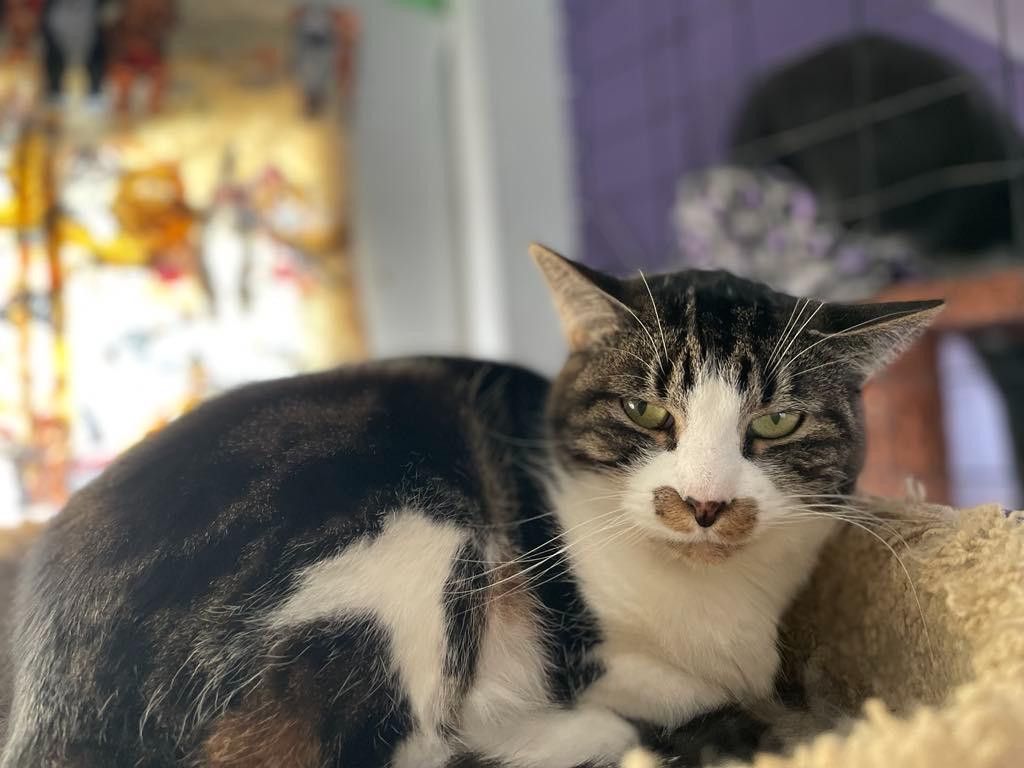 Emma, Adoptable, Adult Female Domestic Short Hair.