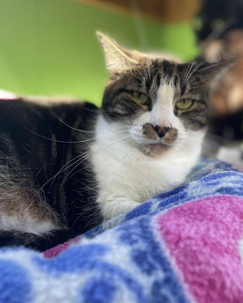 Enlarge Emma, a Adoptable mixed breed in Ogden, UT image 2/3