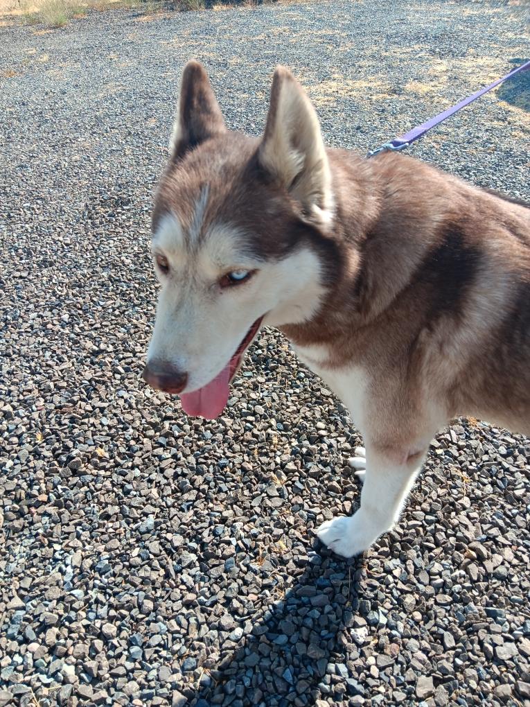 Enlarge Cedar, a Adopted Siberian Husky in Yreka, CA image 2/2