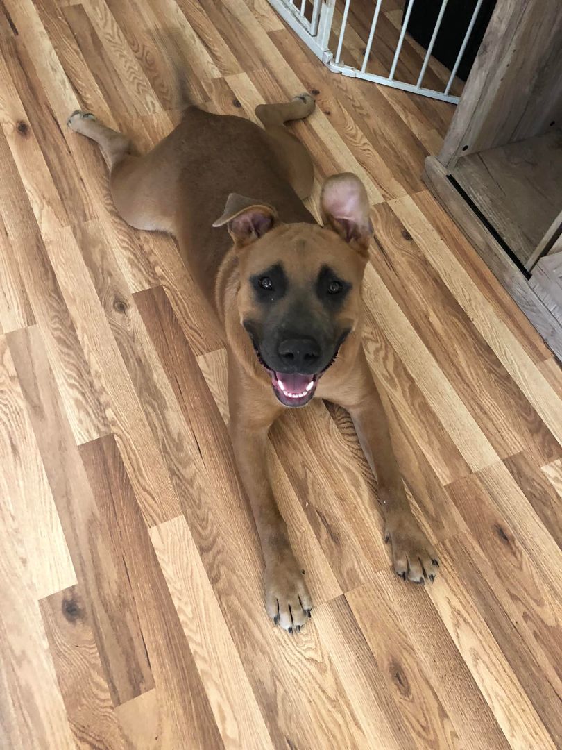 Moose, a Adoptable mixed breed in Willits , CA image 1/6